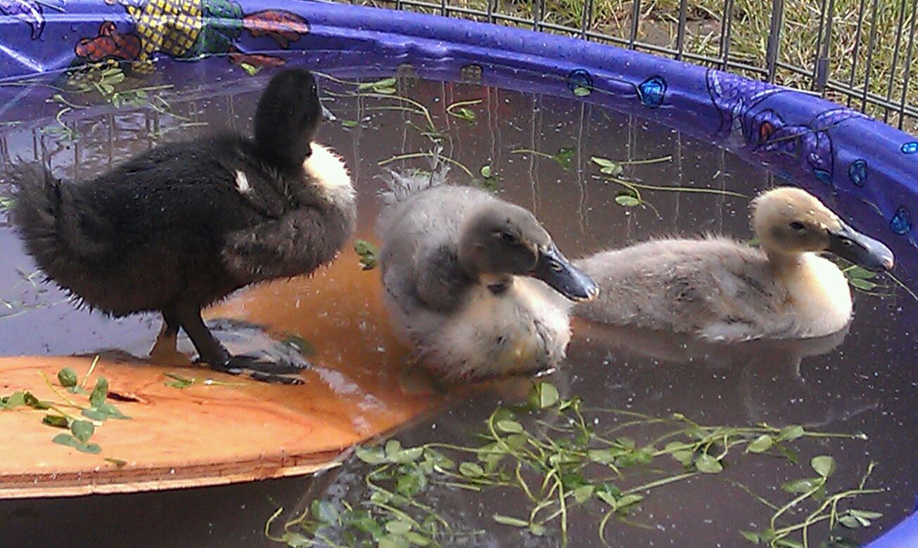 The ducks enjoying a swim.