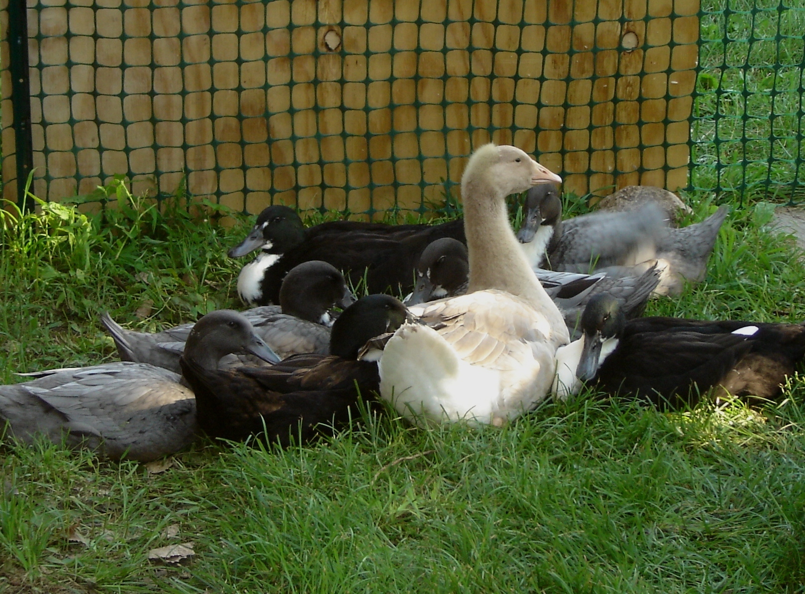The ducks feathered in faster than the geese. To help them stay cool, we'd prop up a sheet of plywood so they'd always have some shade.