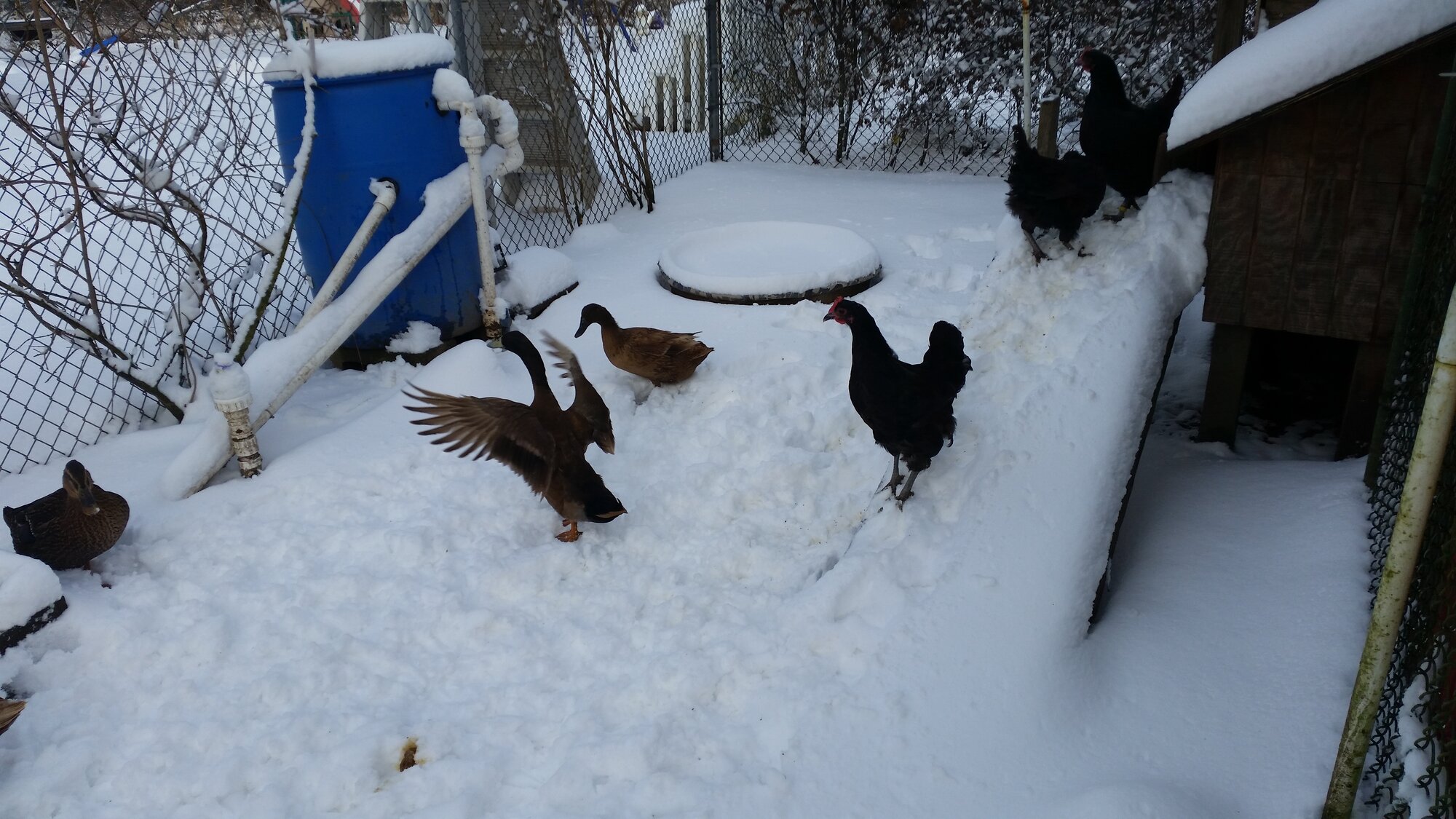 The duck's first snow day