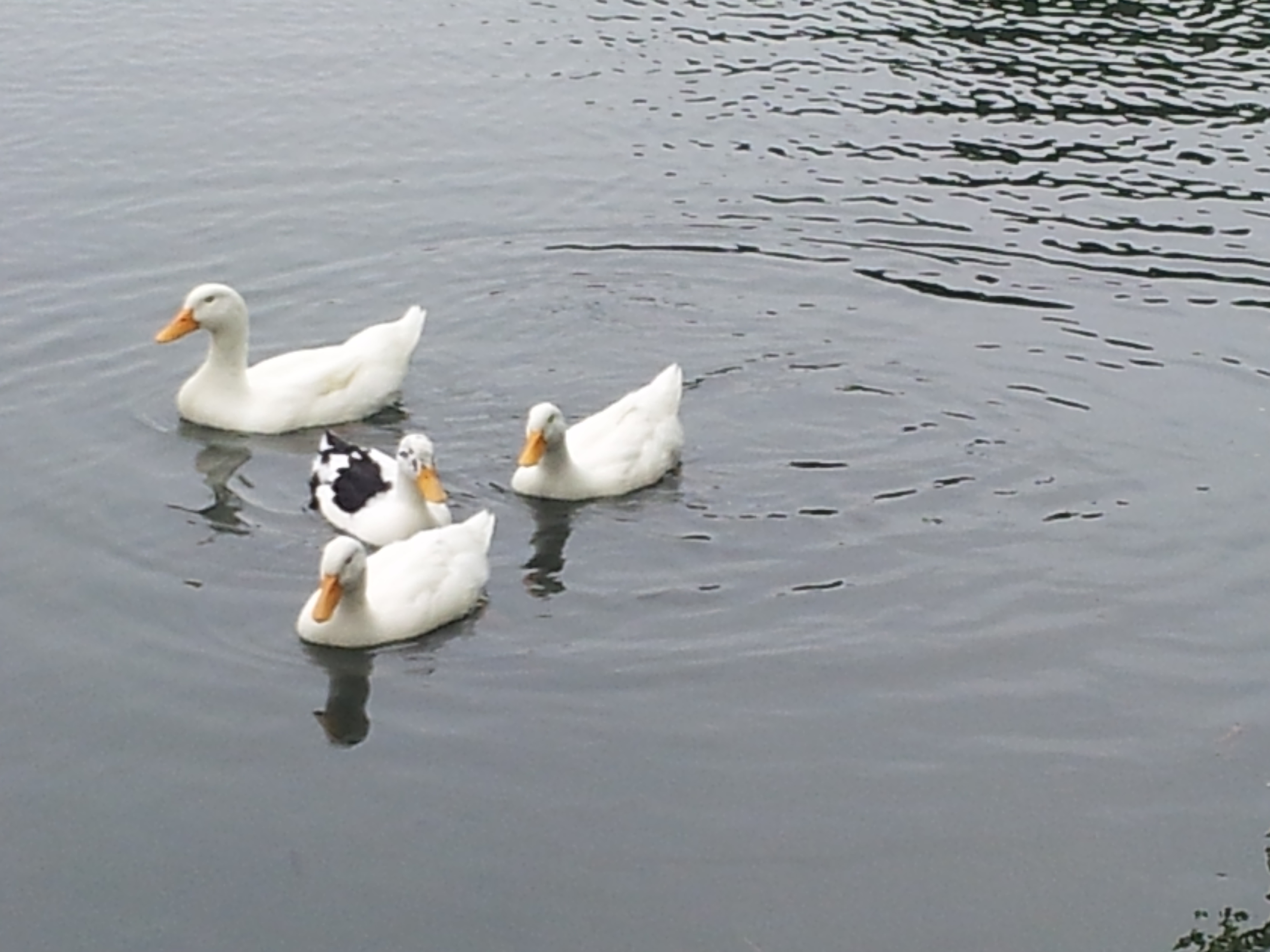 The ducks I had to give away are now happily enjoying their new home on