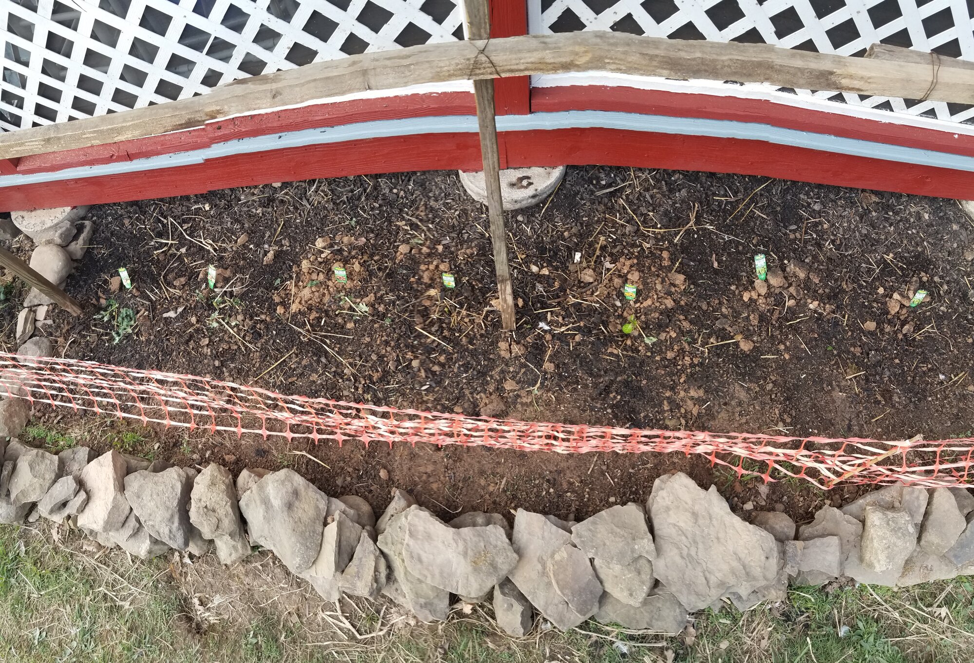 The ducks trampled the peppers and ate the tomato plants