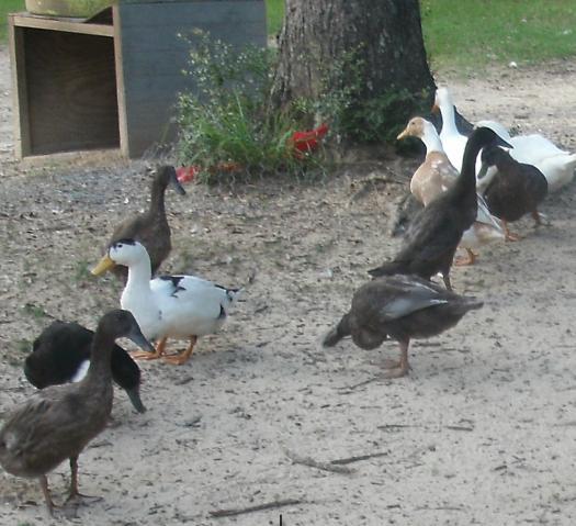 The ducks.