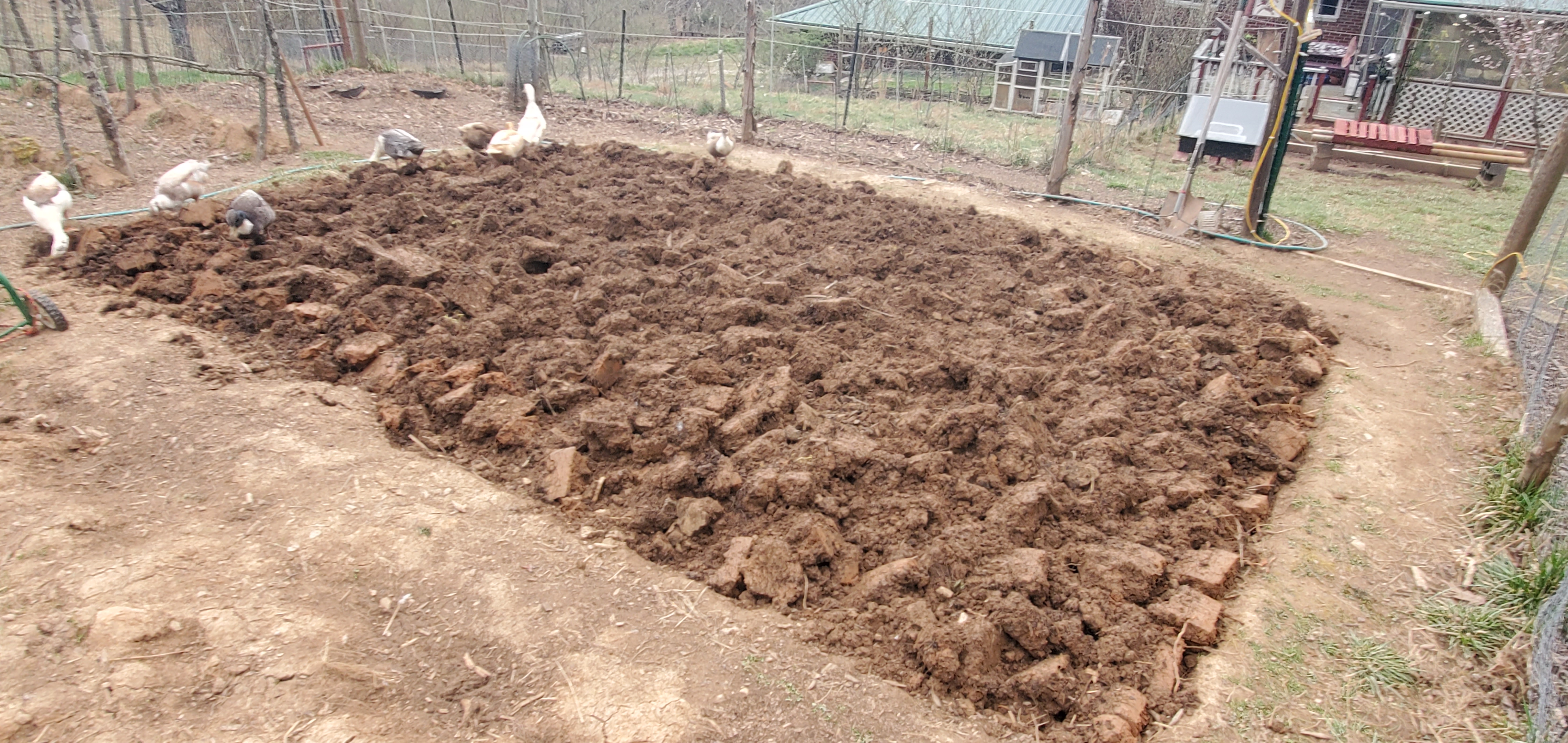 The dug-up potato-patch