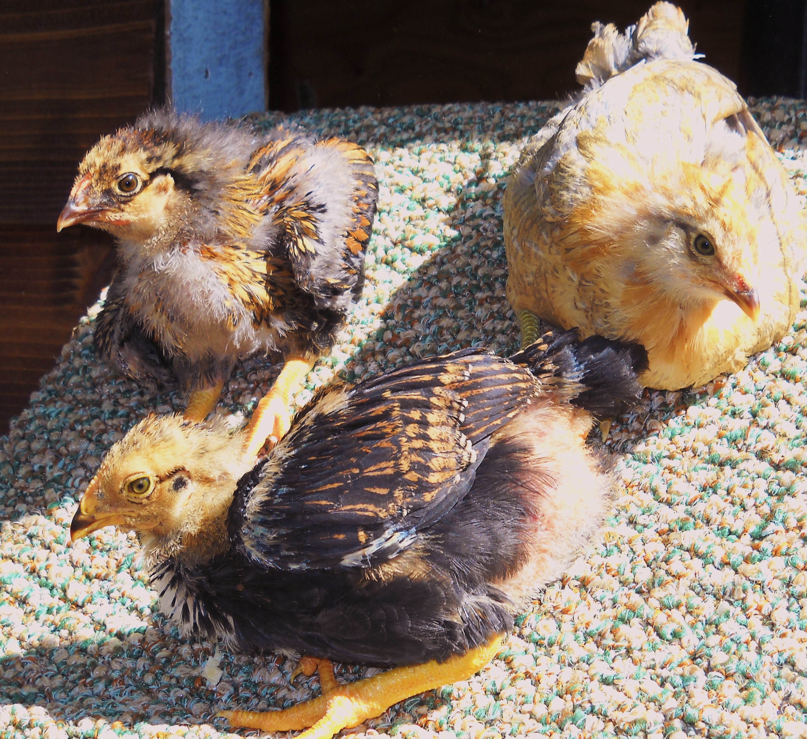 The Duke, Wyatt and Chickbert