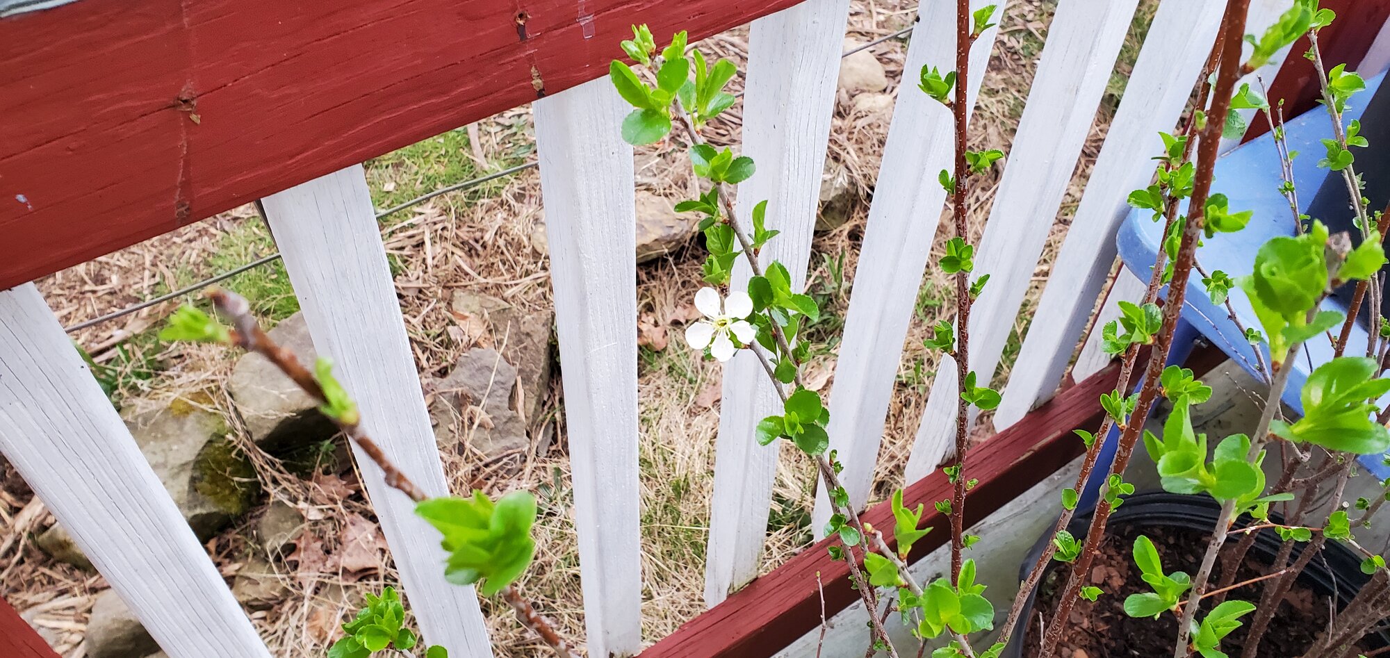 The Dwarf Cherry-Trees have flowers befor i have even planted them.
