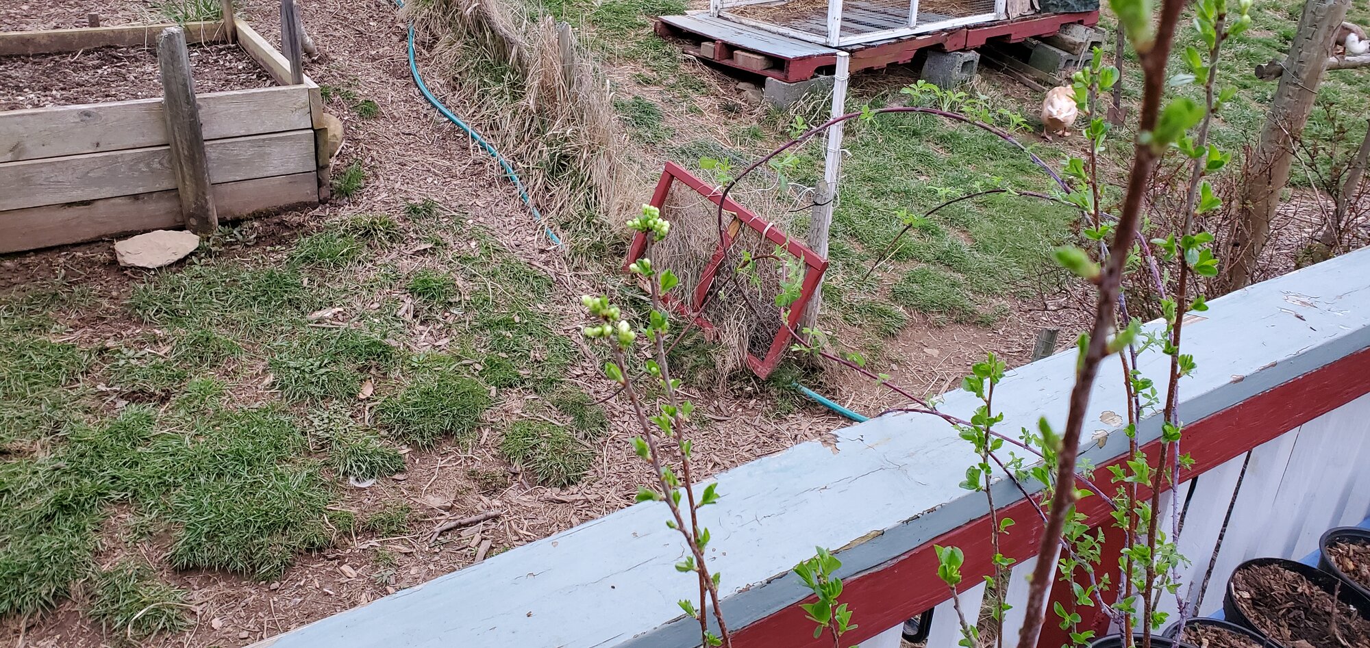 The Dwarf Cherry-Trees have flowers befor i have even planted them.