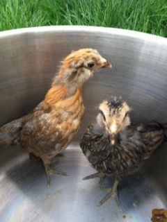 The easter egger chicks!