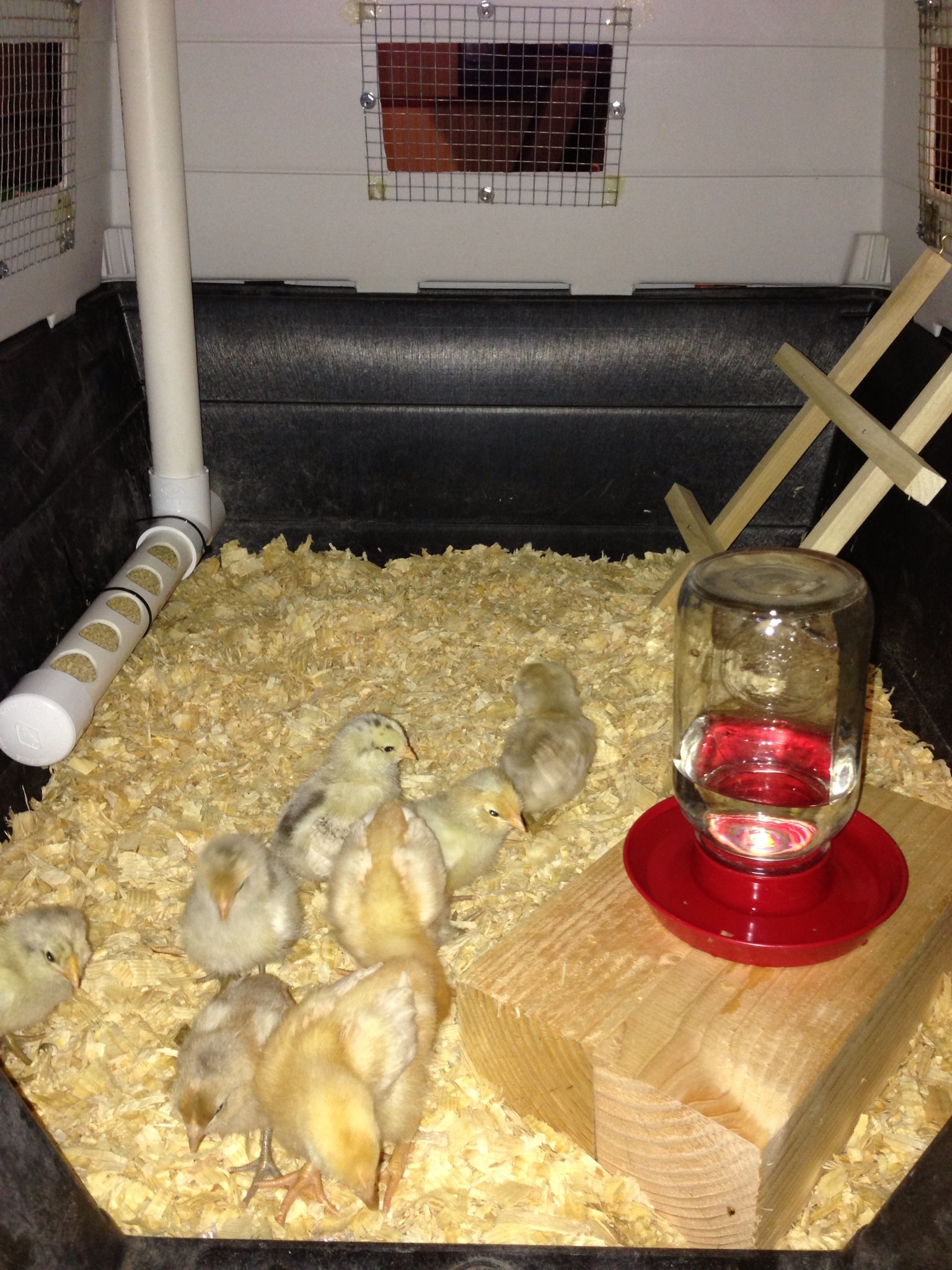 The Easter Eggers & Golden Comets are enjoying their new home