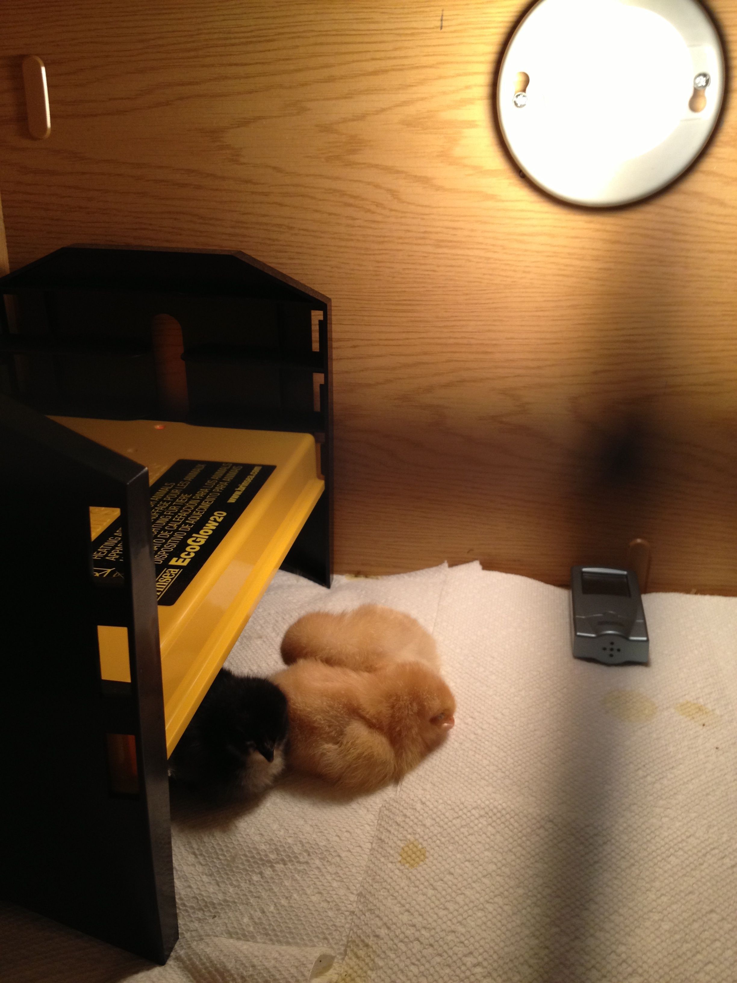 The Ecoglow is such a wonderful and safe product! Our babies love it.
