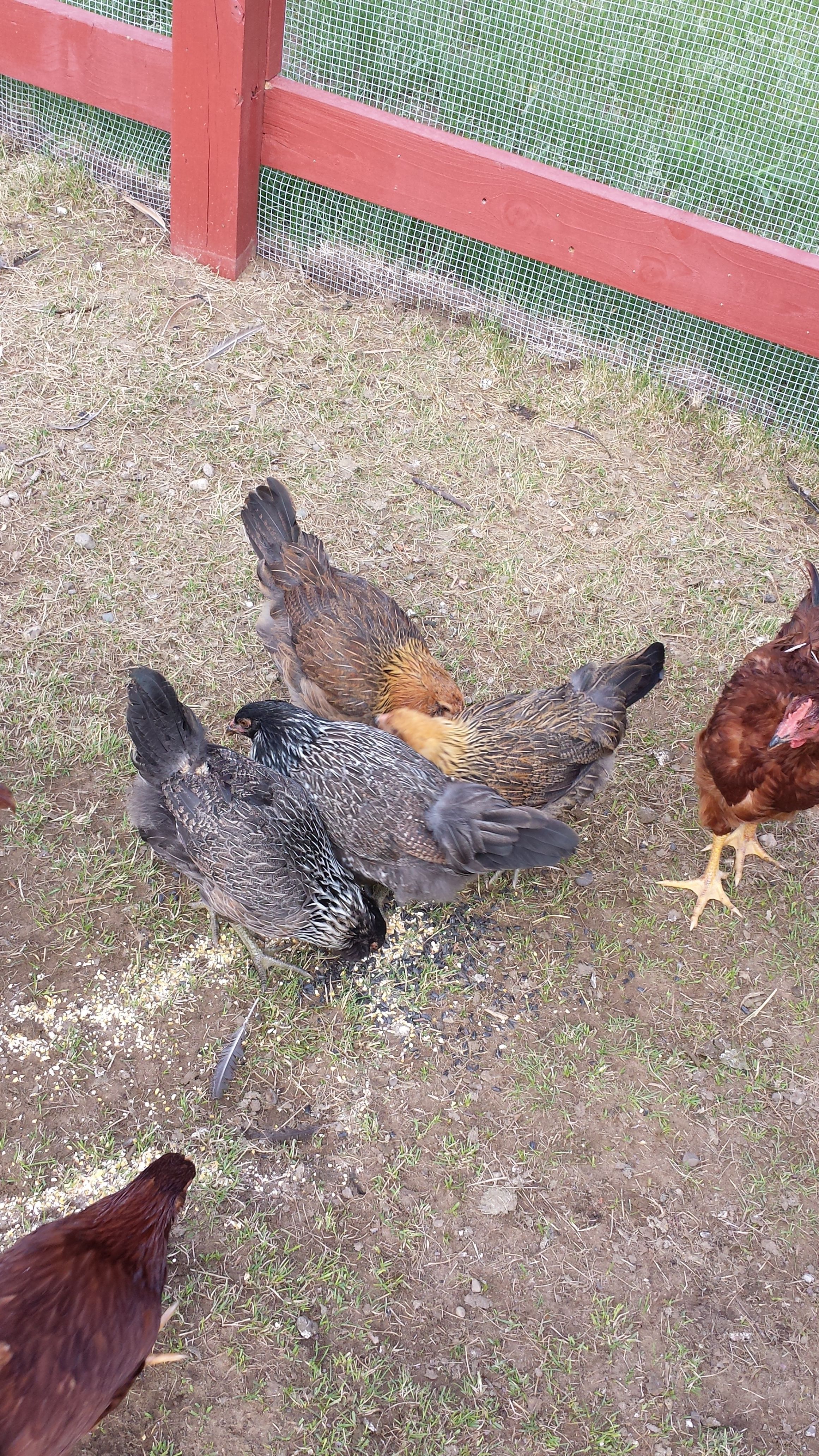 The EE girls enjoying snack time.