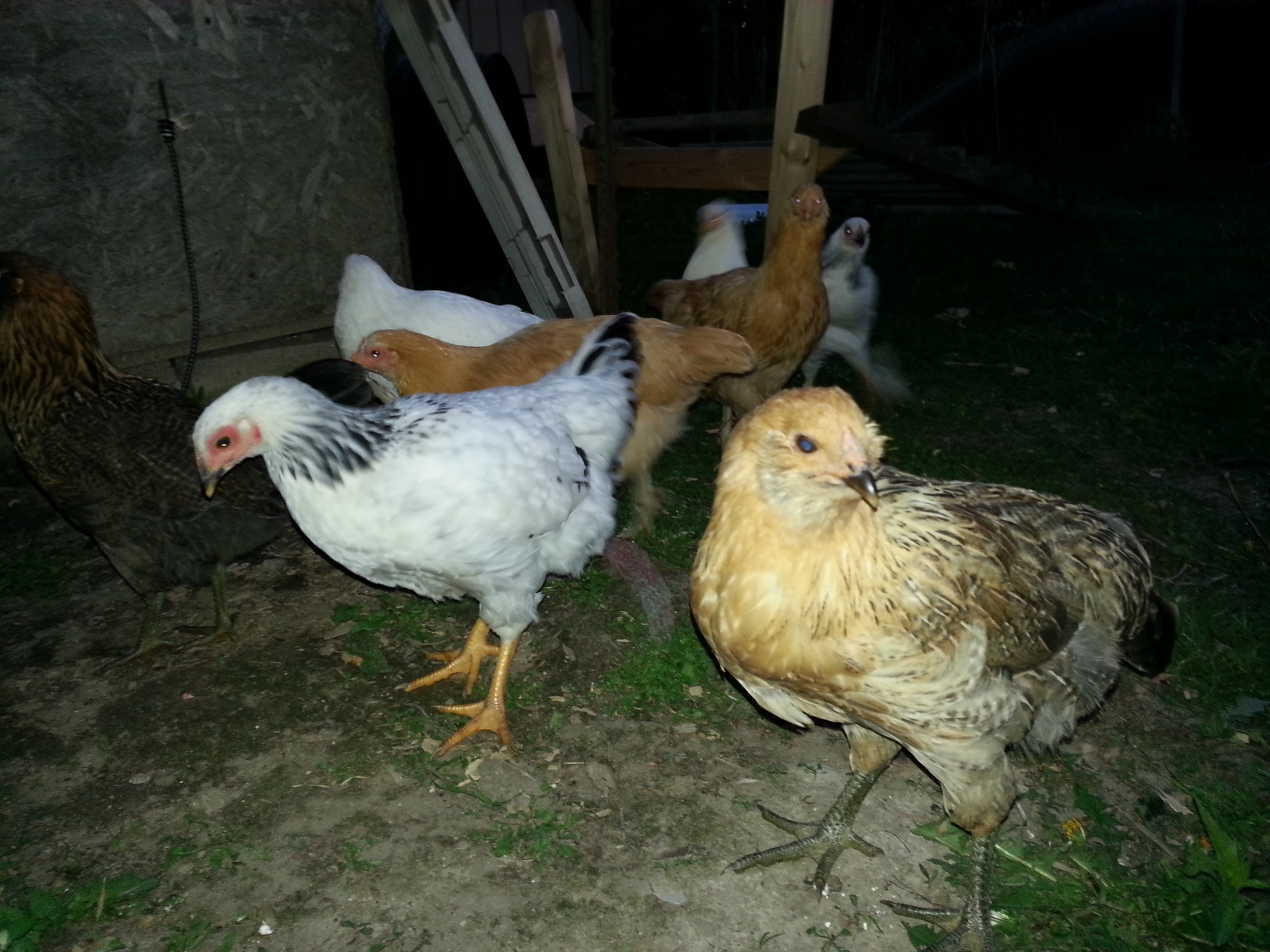 The EE in front is Marsala. She is at the top of the pecking order.