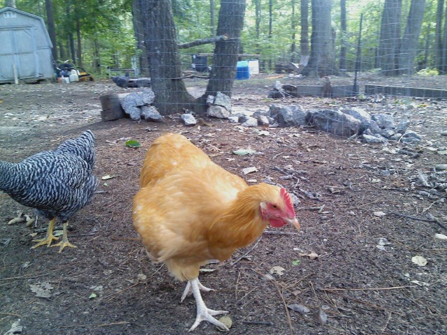 The Egg. 19 week old Buff Orpington (late bloomer) Rooster. He doesn't crow yet. 8.6.12