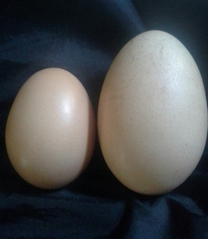 The egg on the left is a regular "large" size egg, on the right a "jumbo"!