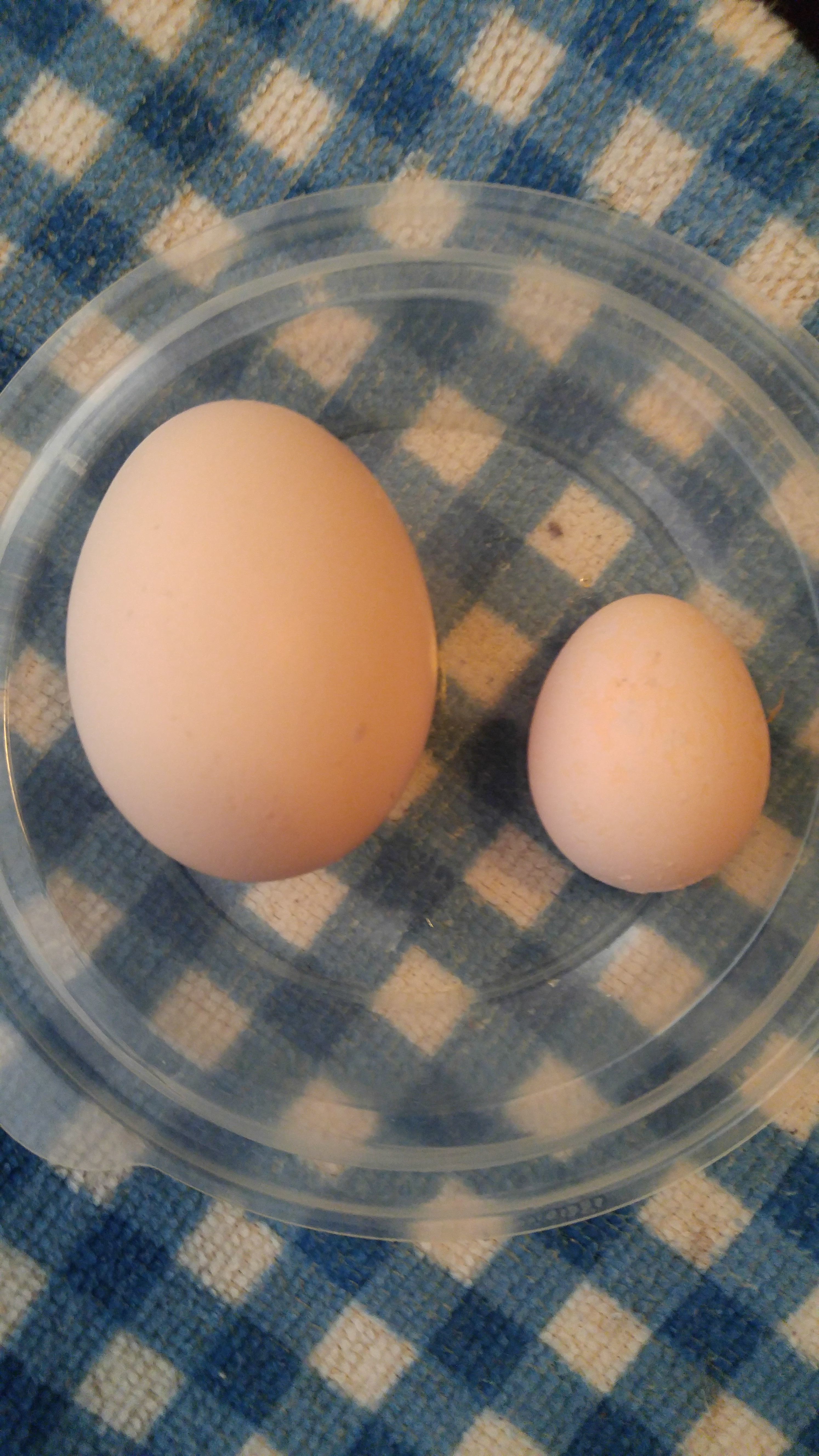The egg on the left is from my R.I.R. and the one on the right is from my scissor beak Showgirl.  This is my scissor beak Showgirl's first egg - laid on 4/28/16.