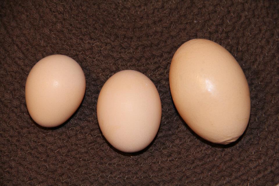 The egg on the right weighs 3.5oz