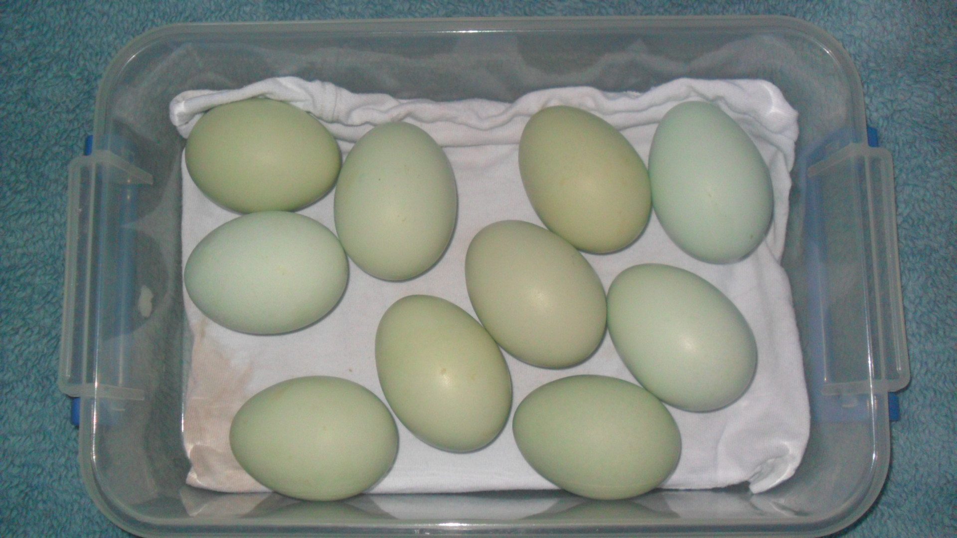 The eggs I just set in the incubator