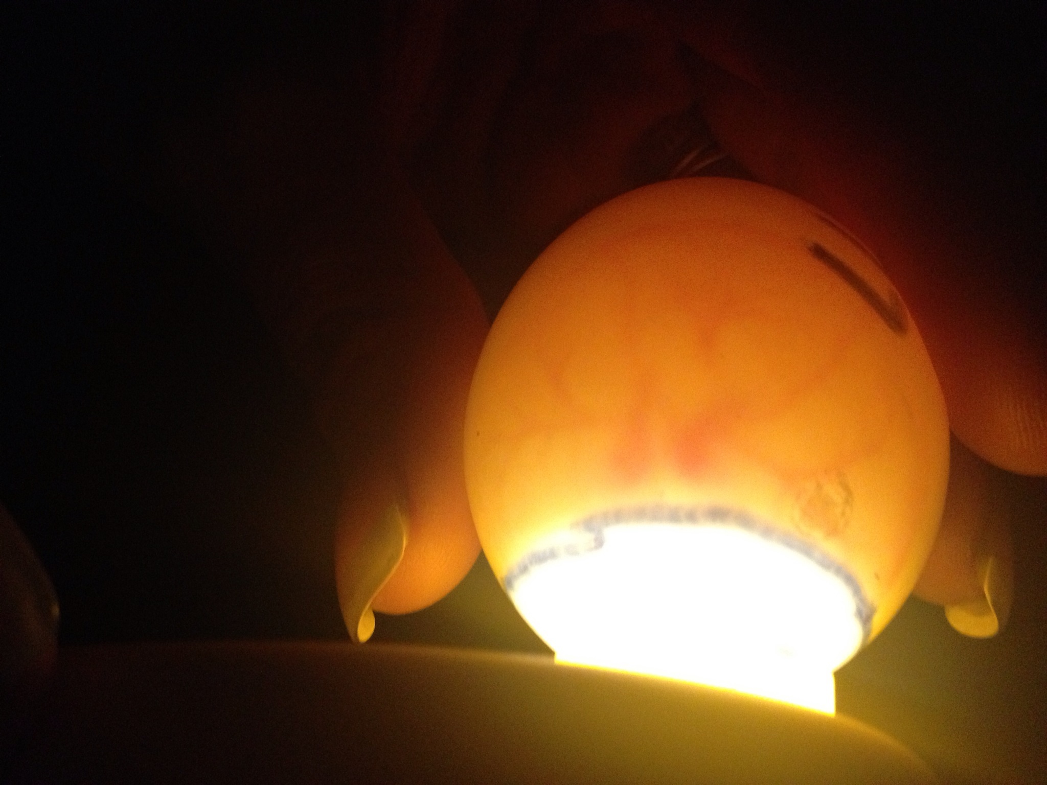 the embryos are 7 days old