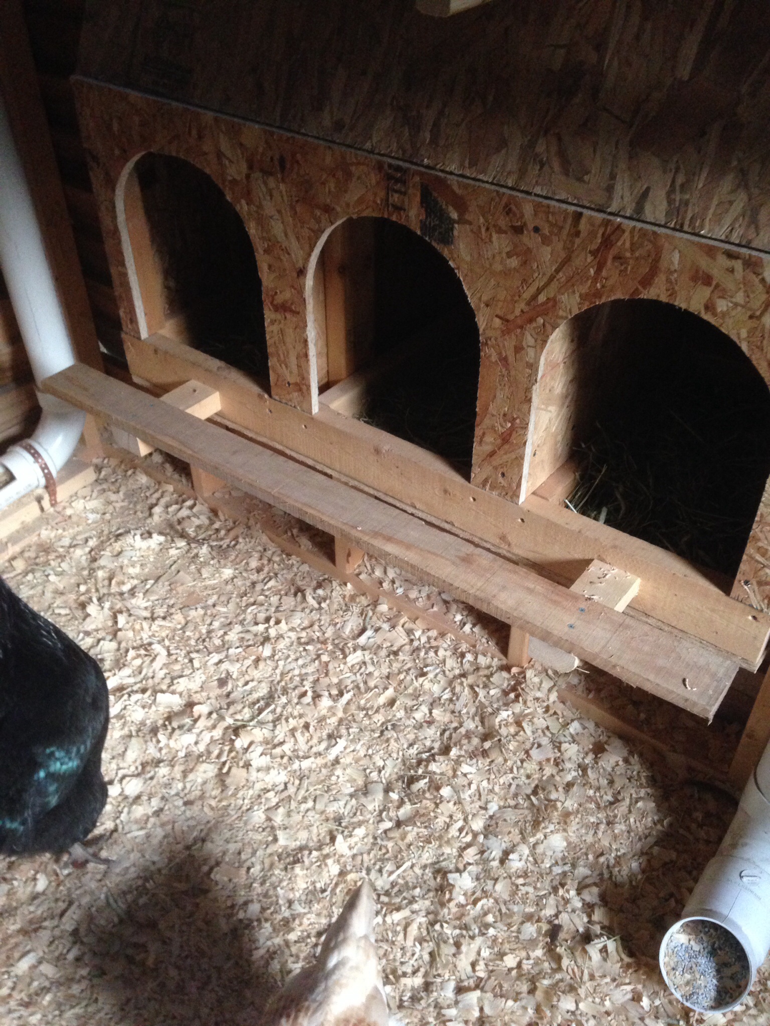 The ever evolving coop got some steps outside of the nesting boxes. The girls were thumping their heads jumping in.