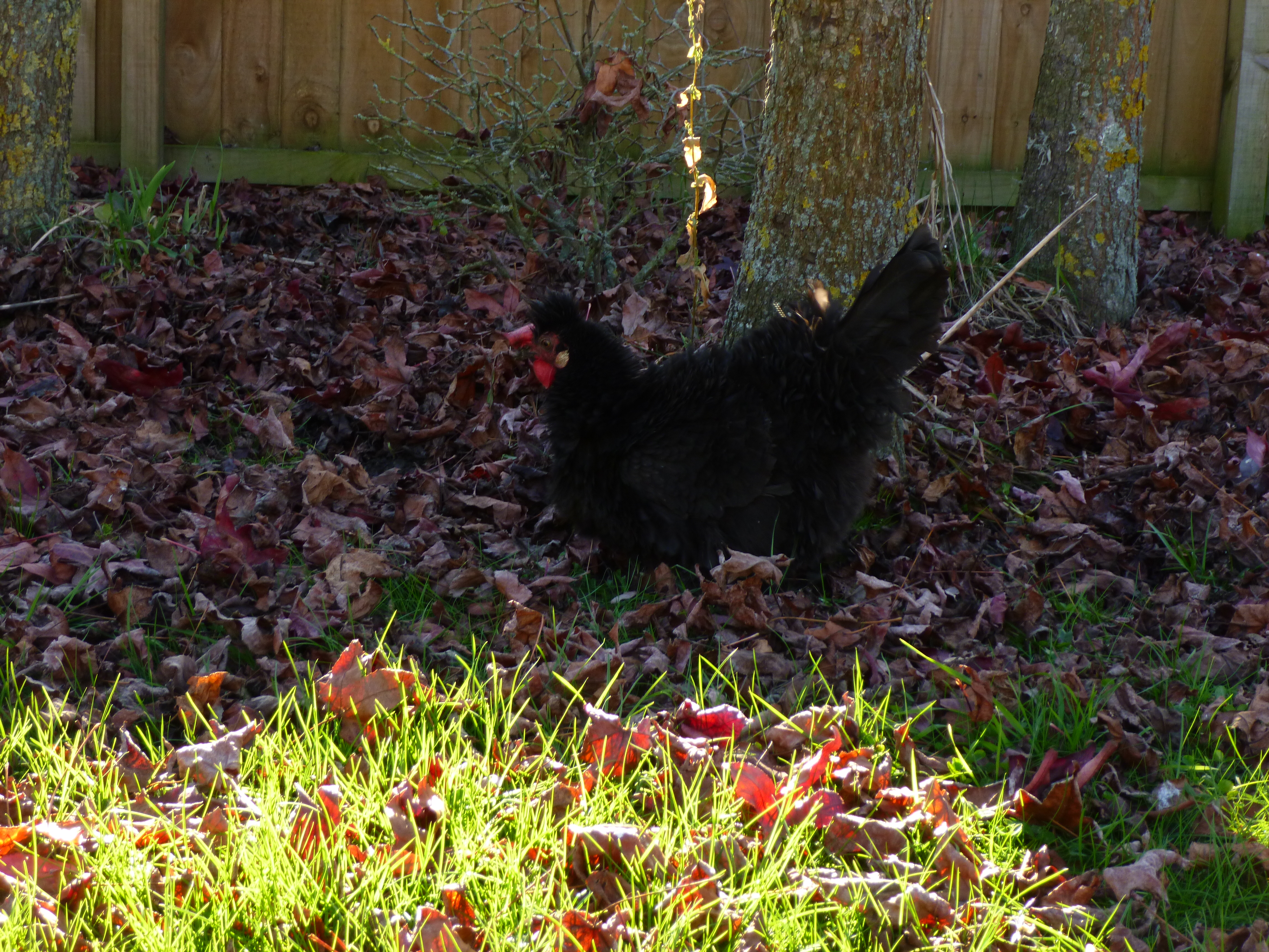 The evil black frizzle Enjoys scratching around in the fallen leaves
