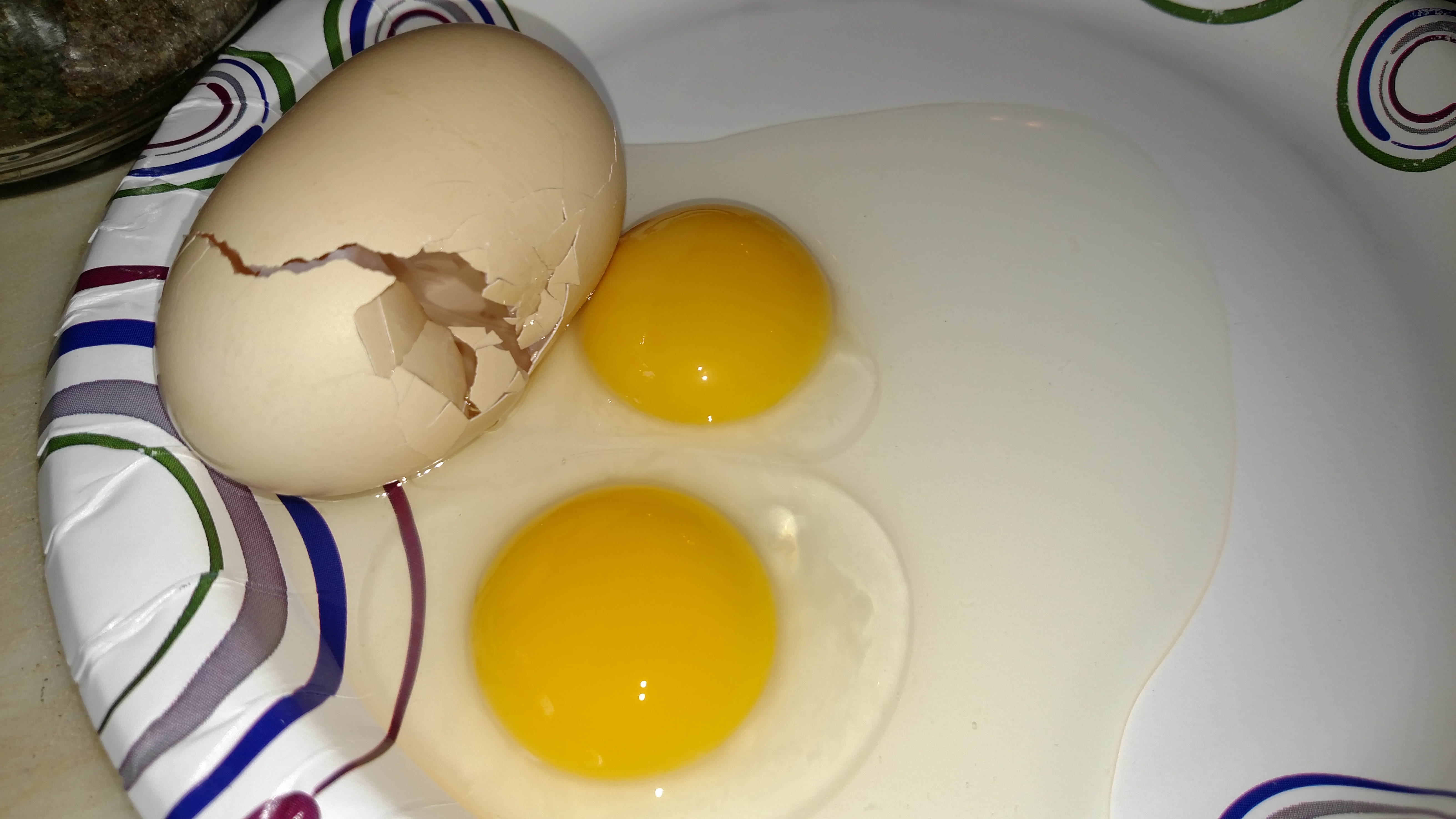 The extremely large egg turned out to be a double yolker - twins!!  Both yolks were fertilized.  Next time I get one that I think may be twins, I will post in a thread and see if anyone would like to try and hatch them.
