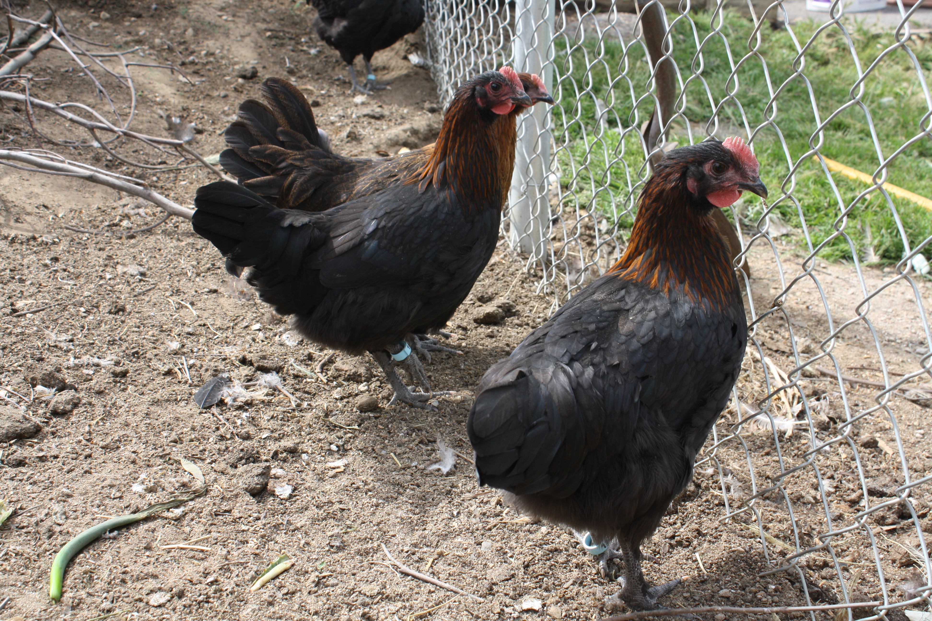 the F1 ladies
Er/e+ b/-