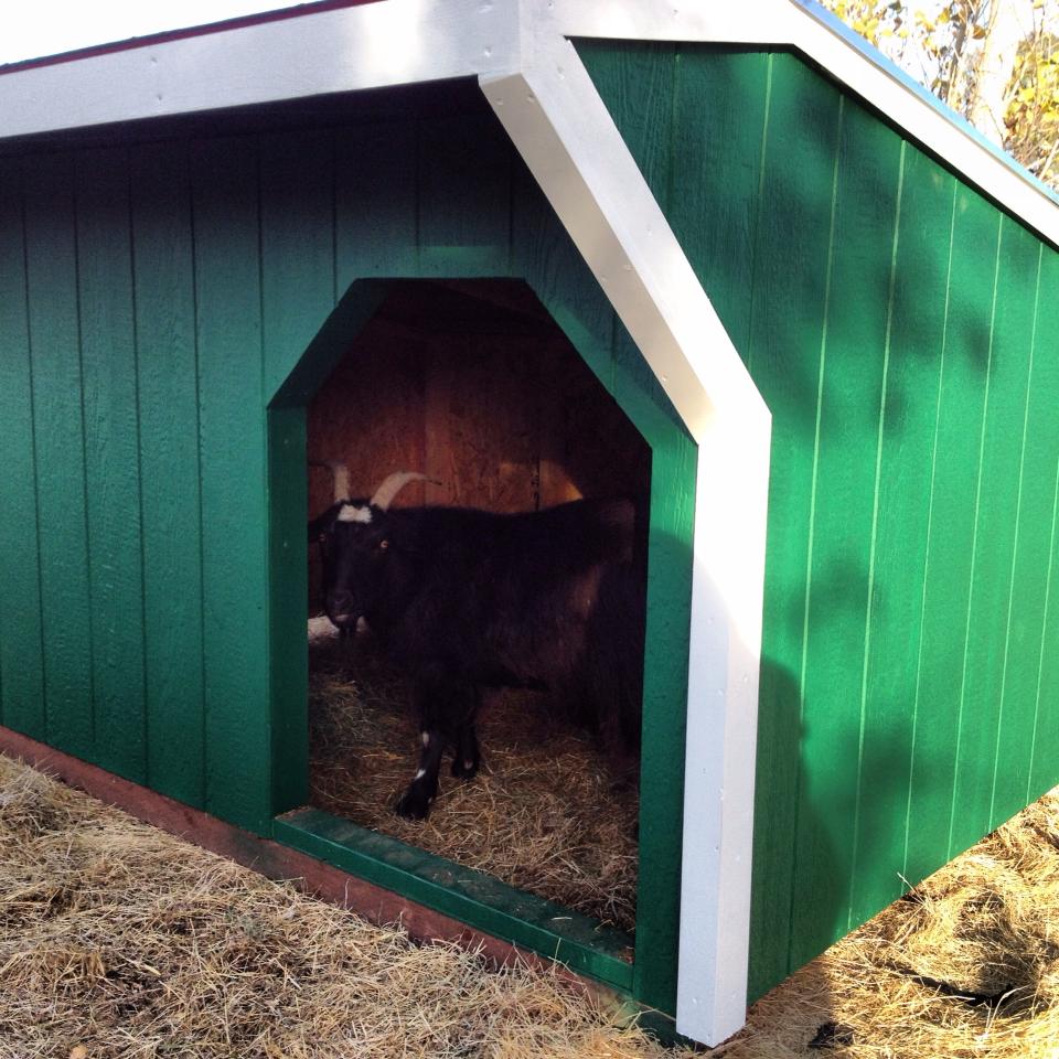 The fainting goat (Scaredy Goat) checking out their new house.