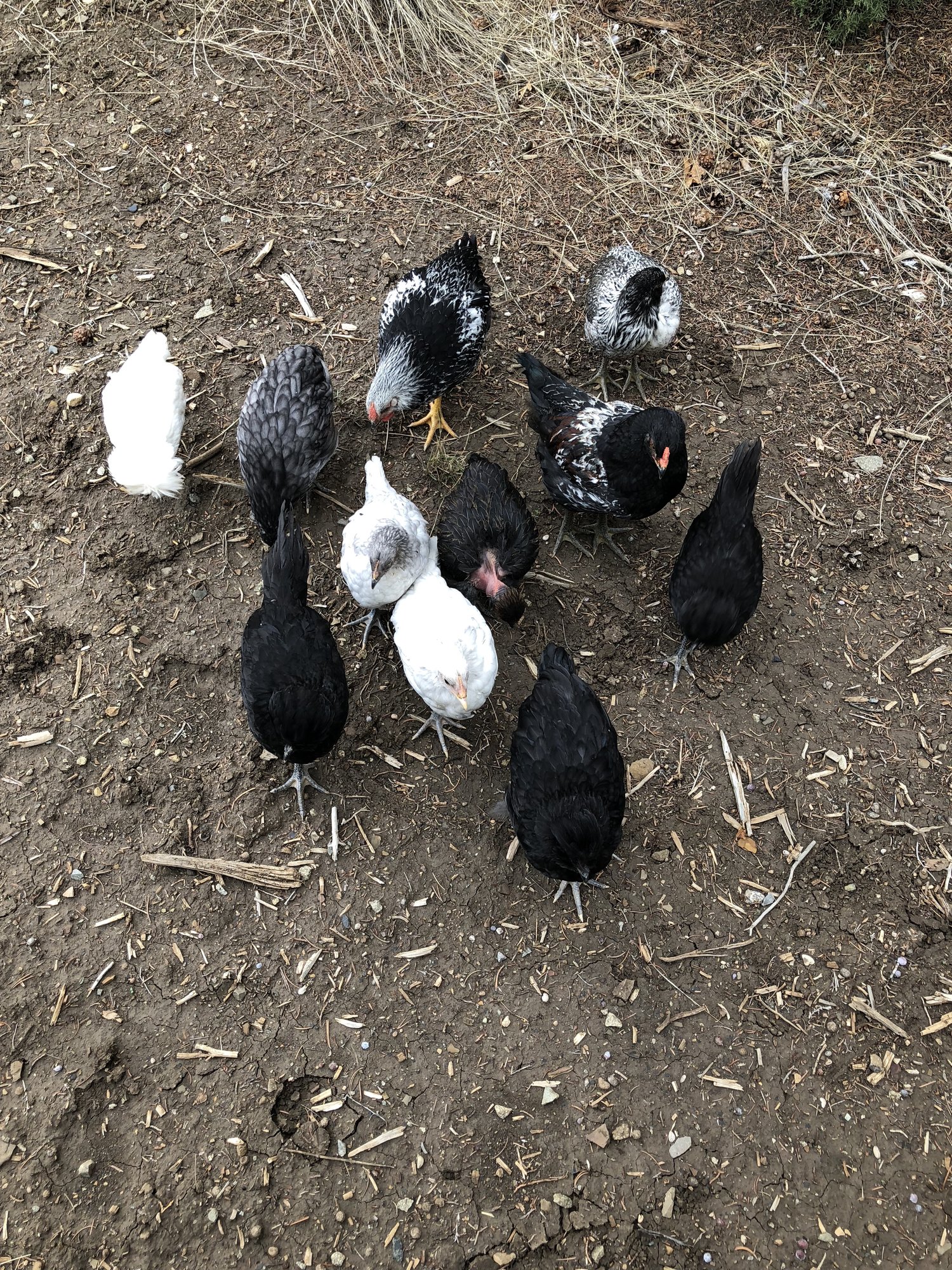 The Fancy Flock