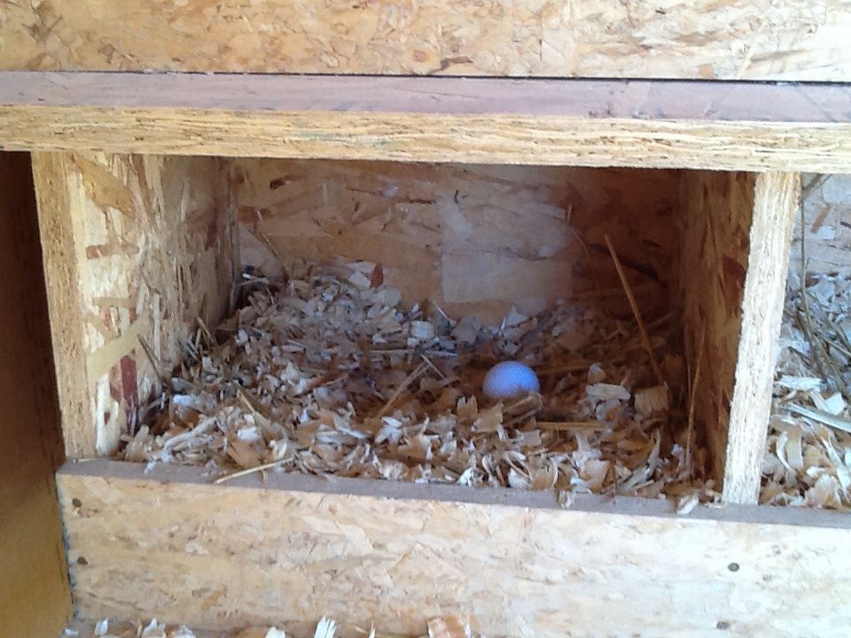 The favorite nest box