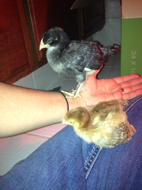 The feather weights: Forest Gump and Skittles at 3.5 weeks old.