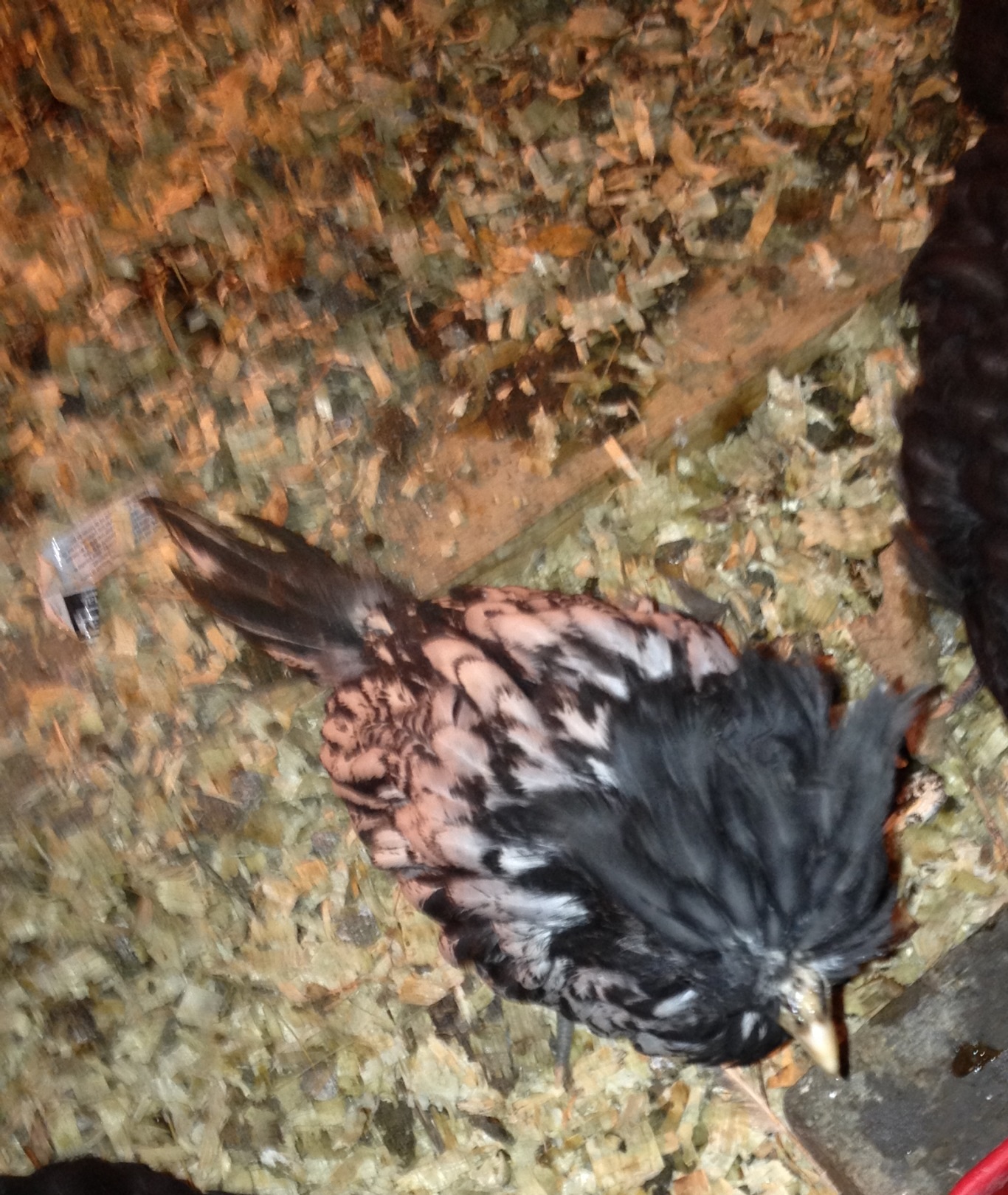 The feathers are getting longer