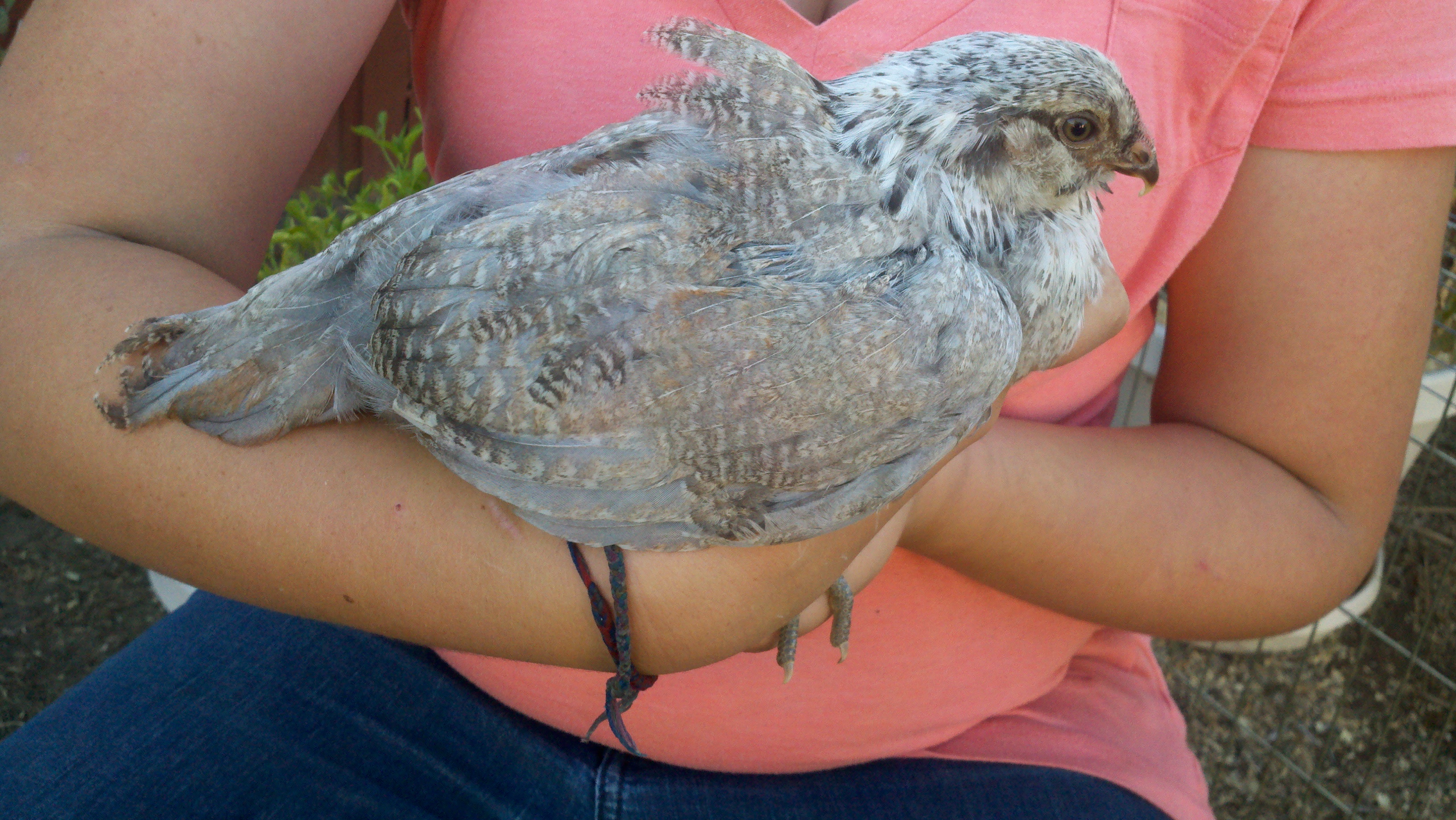 The feathers are sticking up due to my kiddos thumb under the wing.