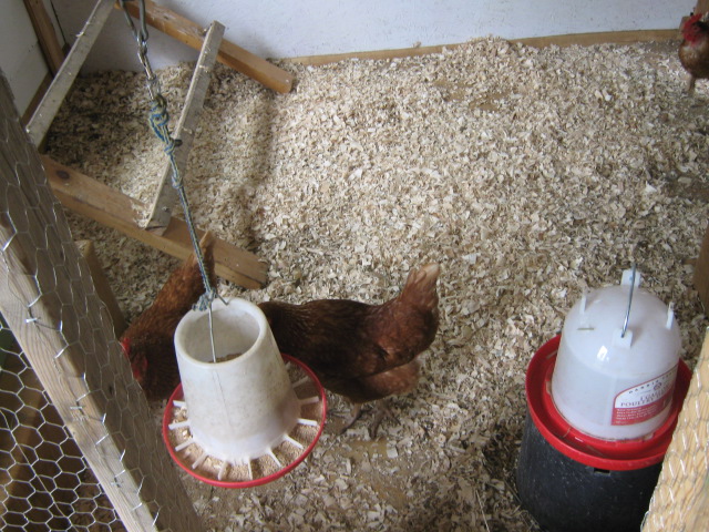 The feeder hangs at beak level so they won't scratch it all out onto the floor, and the waterer is sitting up on an overturned flowerpot. The aspen wood shavings work great and are easy to clean.