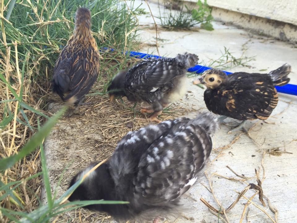 The first 4 chicks... Got the two crested about a week later. These are probably 3-4wks old here.