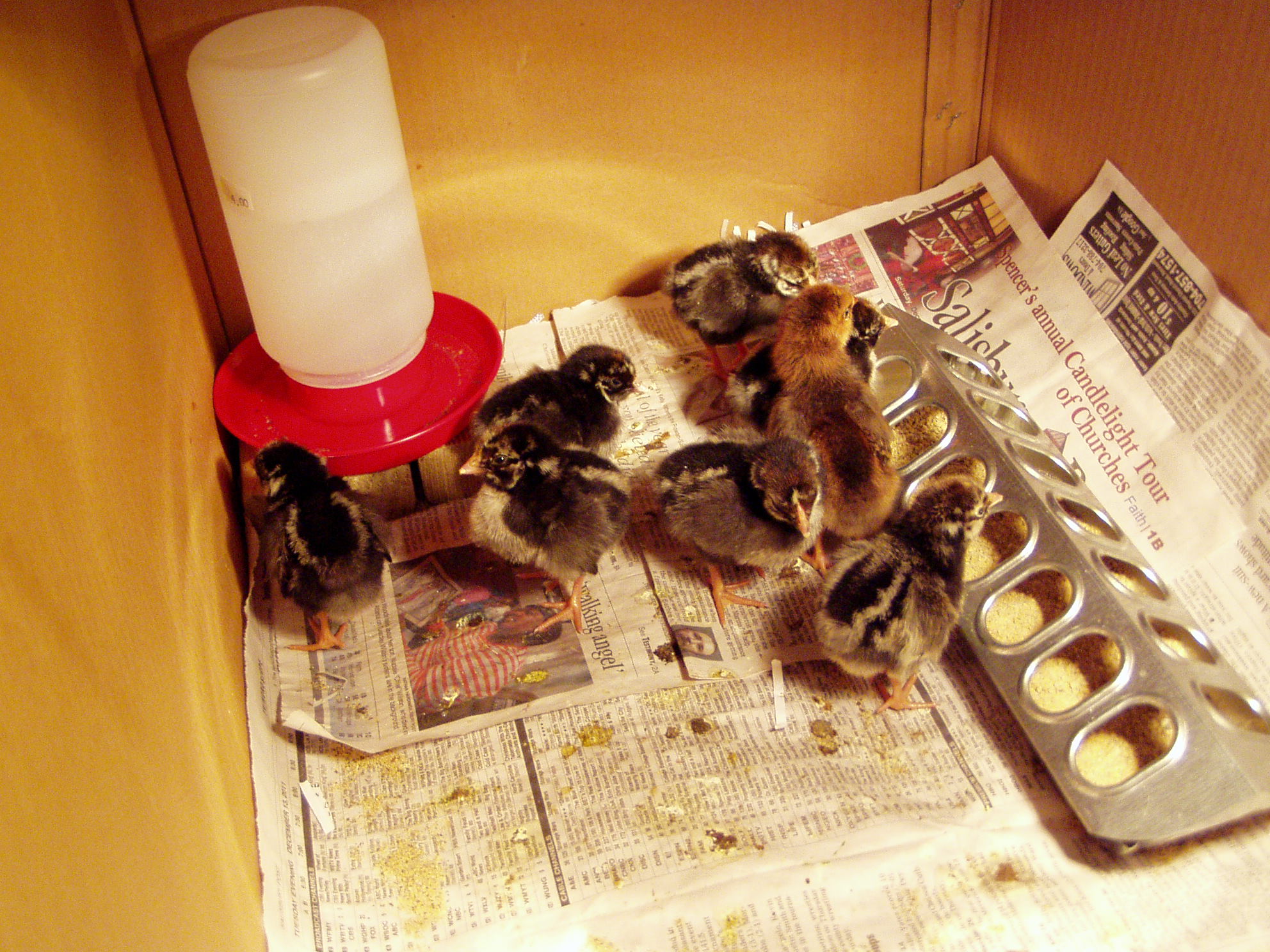 The first 8, on the first day in the box we had set up.