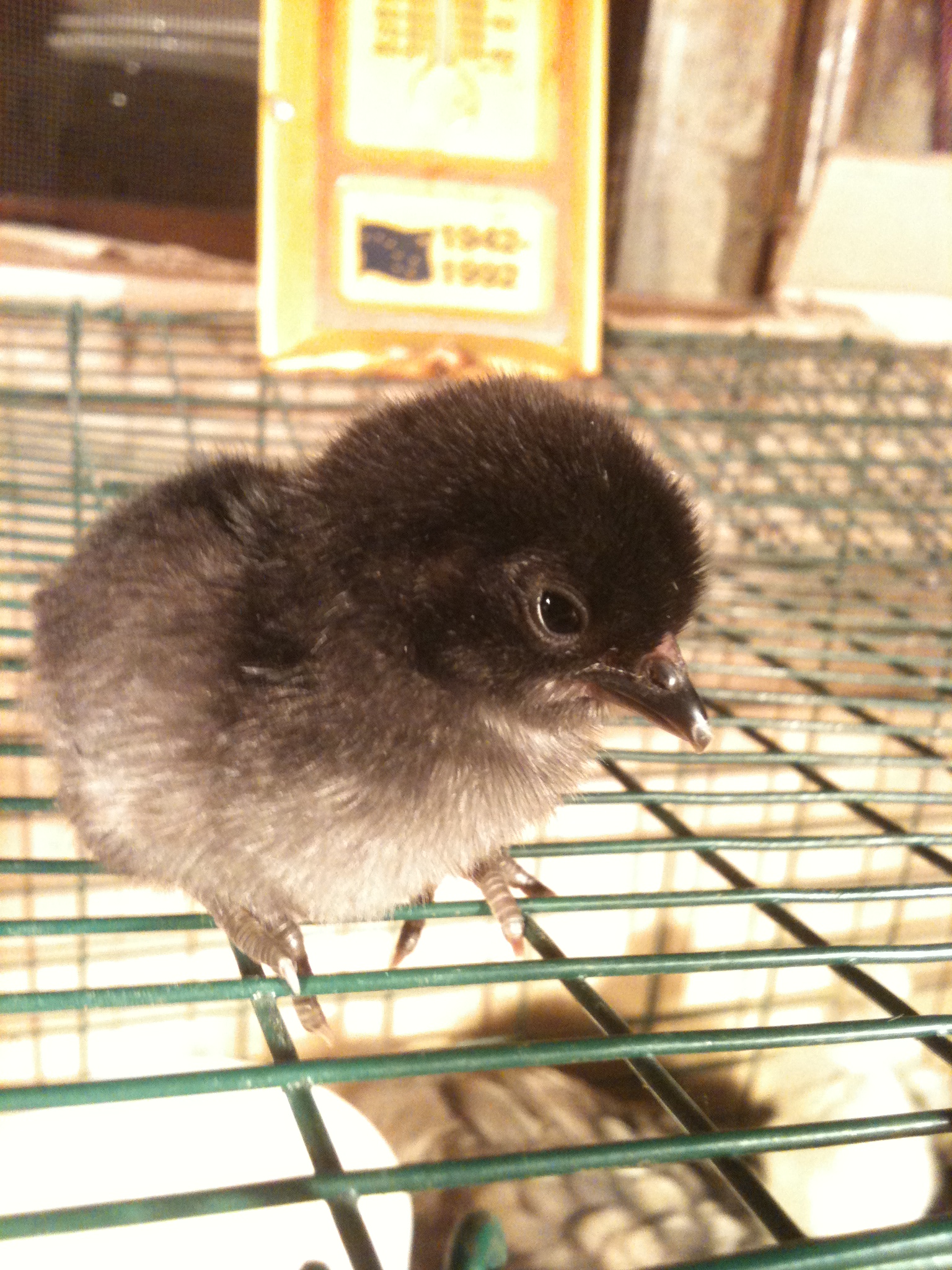 The first born.  We think it maybe a Serema.  Time will tell.