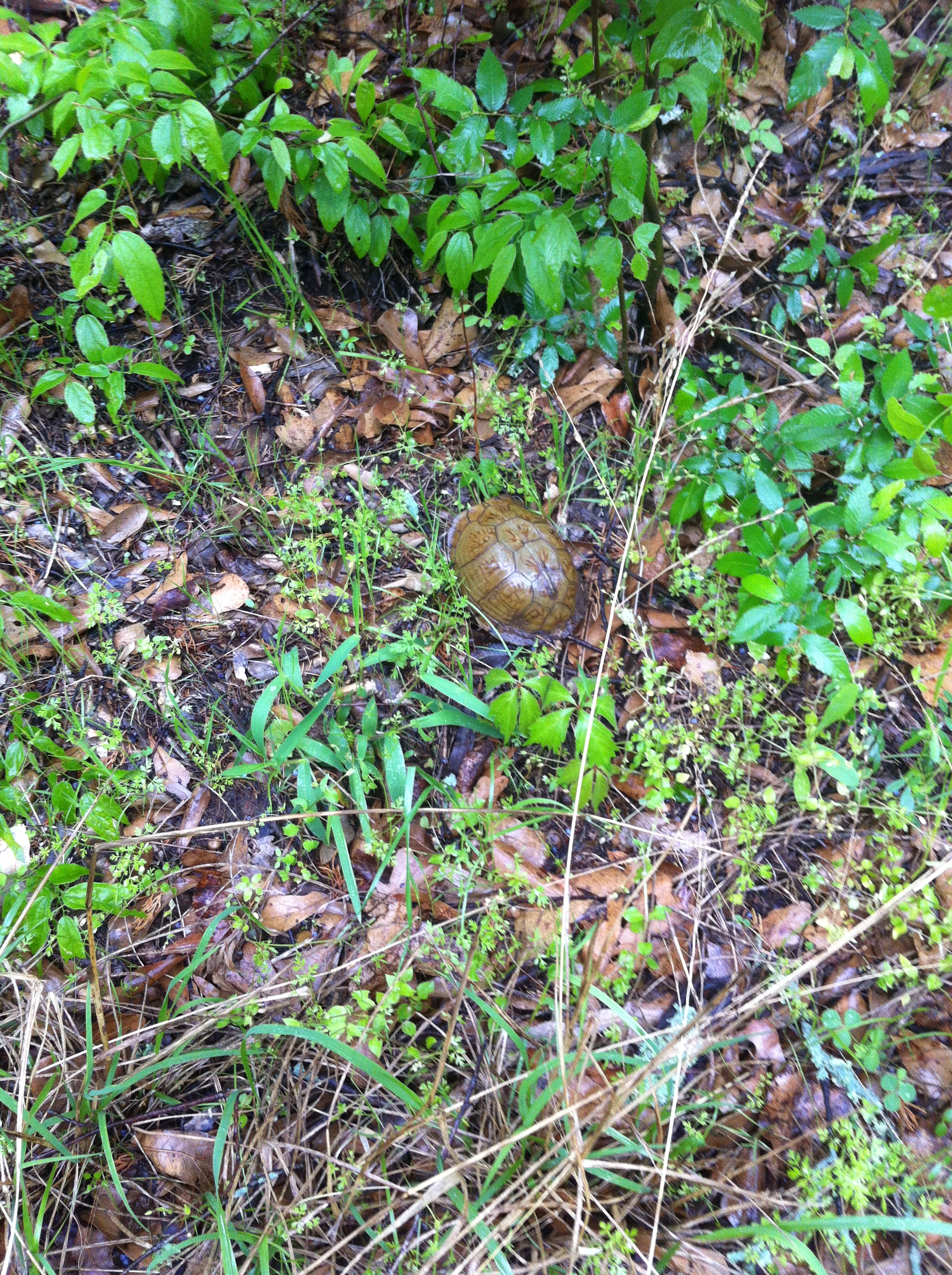 The first box turtle of the year!!!