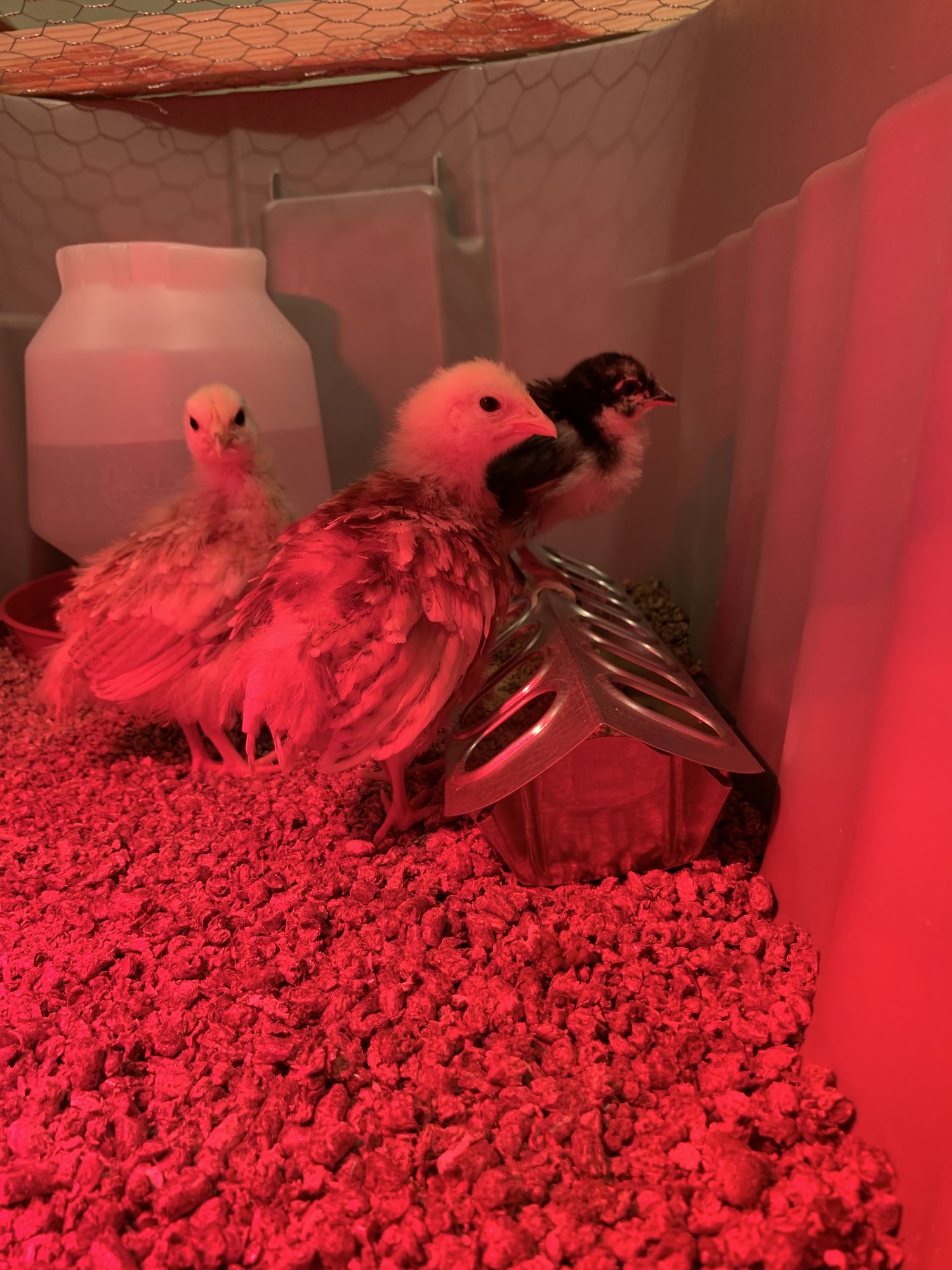The first chickies!