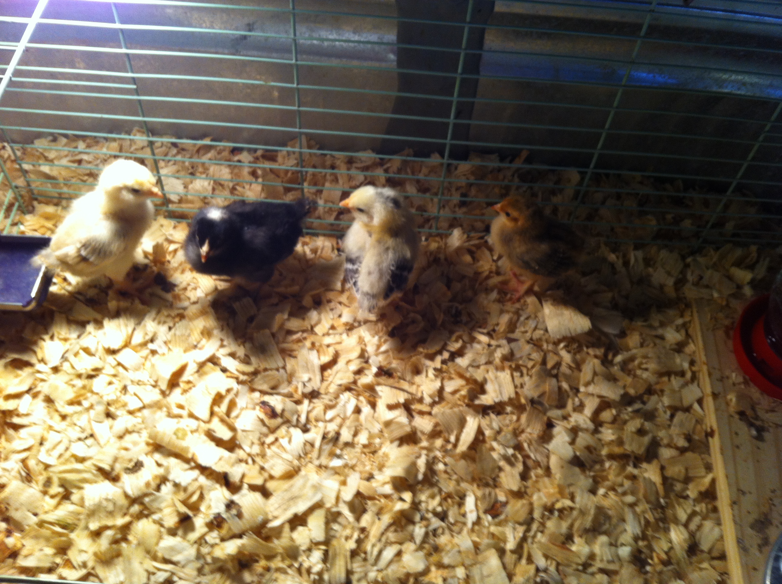 The first chicks of 2014!!!