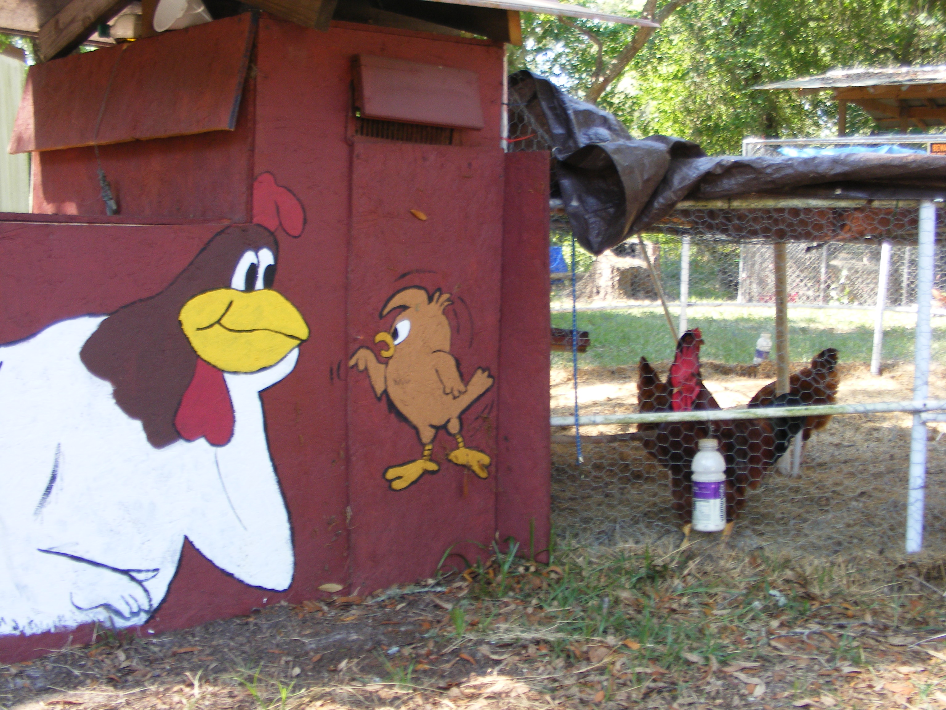 The first coop I built using an old above ground pool frame some pvc and scrap wood, this is where our Rhode Island Reds live