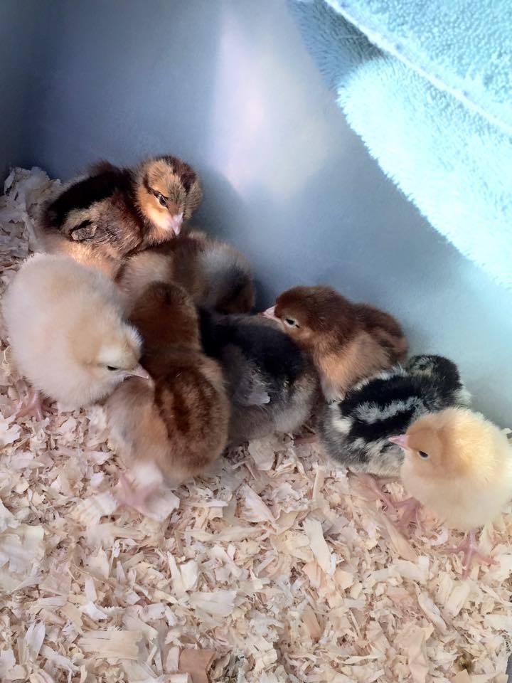 The first day. Racer, Sushi, Chica, Dash, Smudge, Esther, Tiki, Marigold