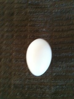 The first egg from my new Barred Old English Bantam hens!