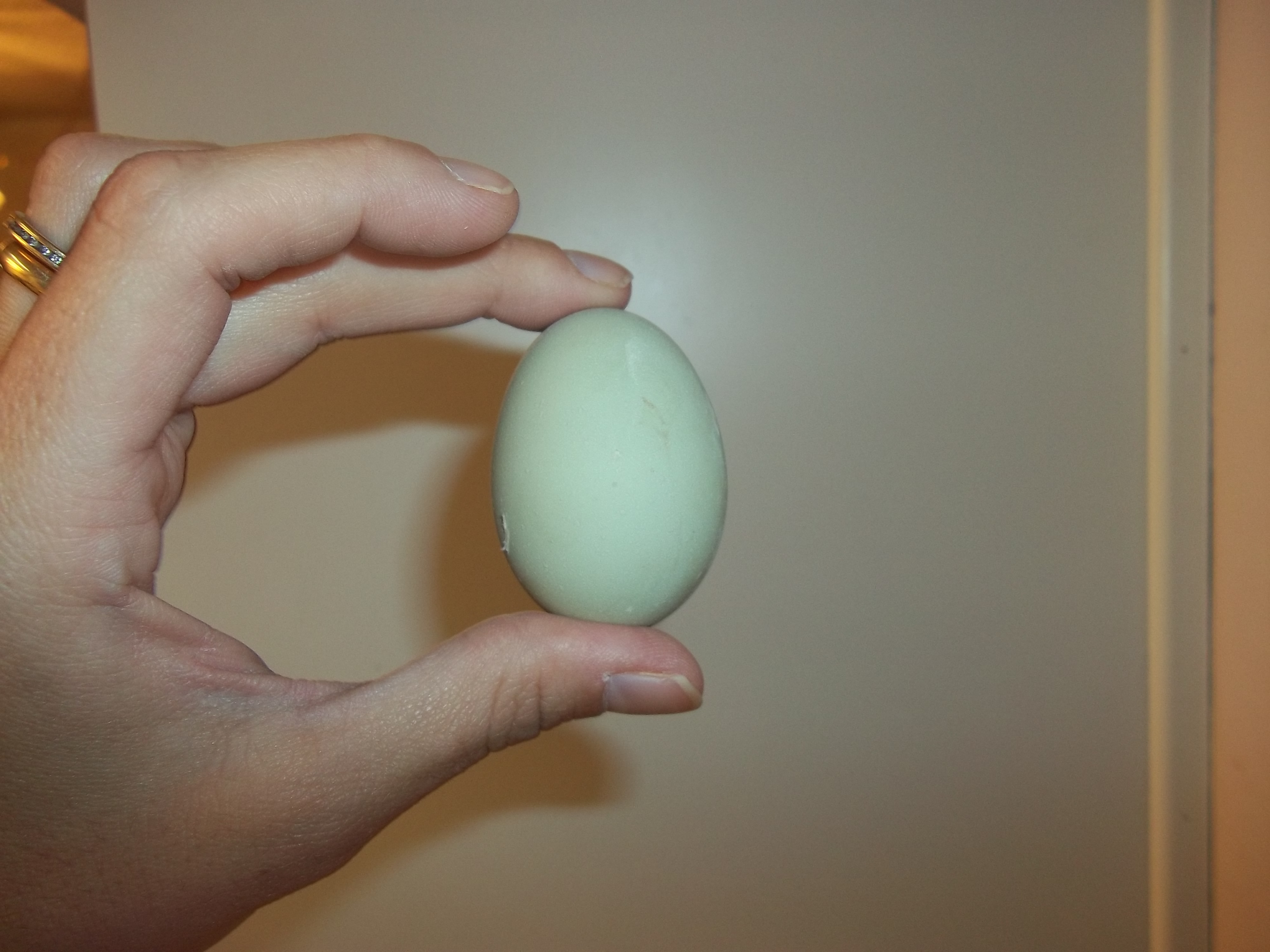 The first egg from our Easter Egger.