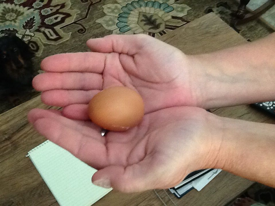 The first egg! It was laid by Frida, an Easter Egger Ameracauna mix.