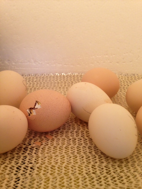 The first egg started pipping yesterday and this morning you can see the baby chick.