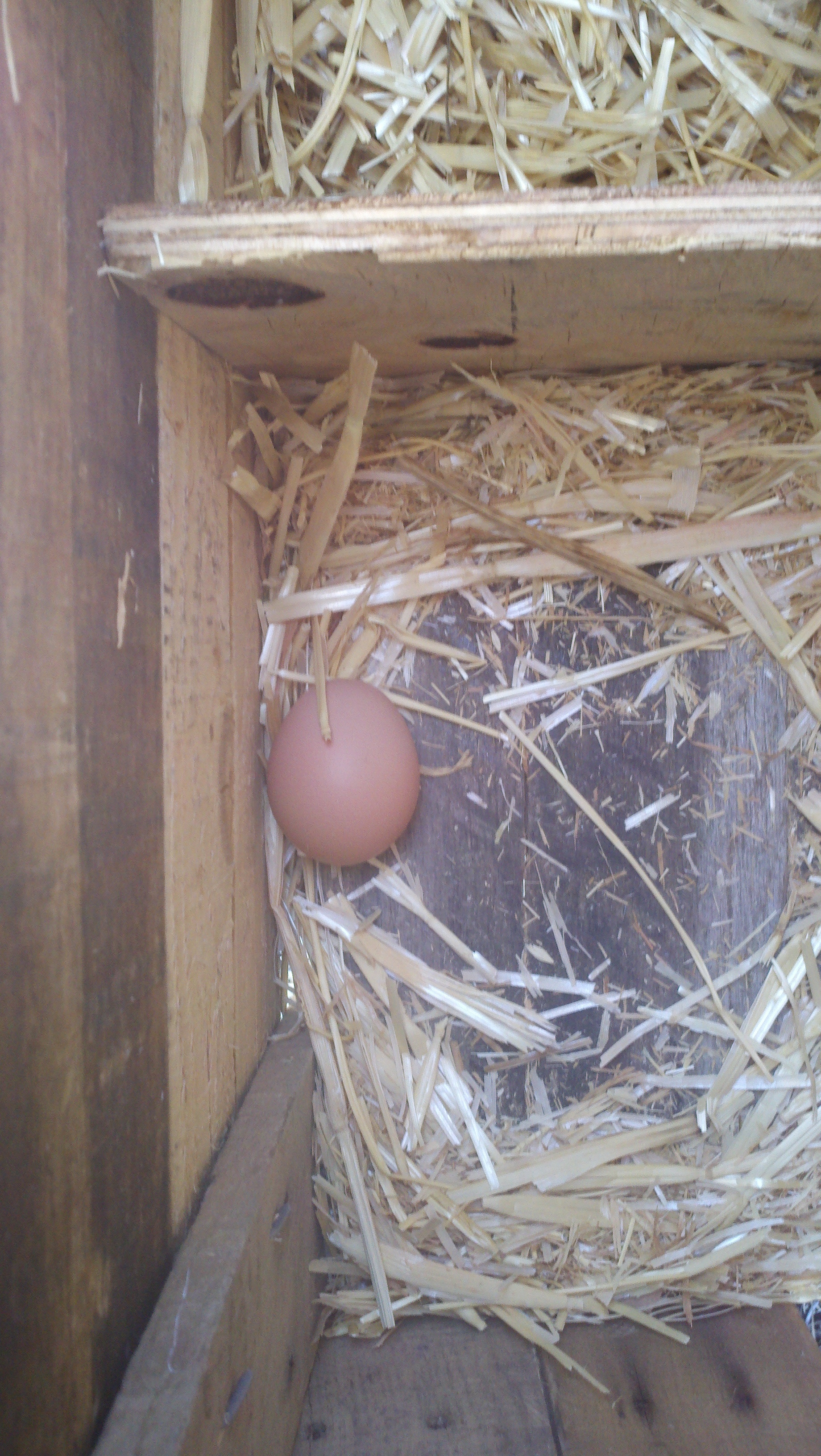 THE first egg!