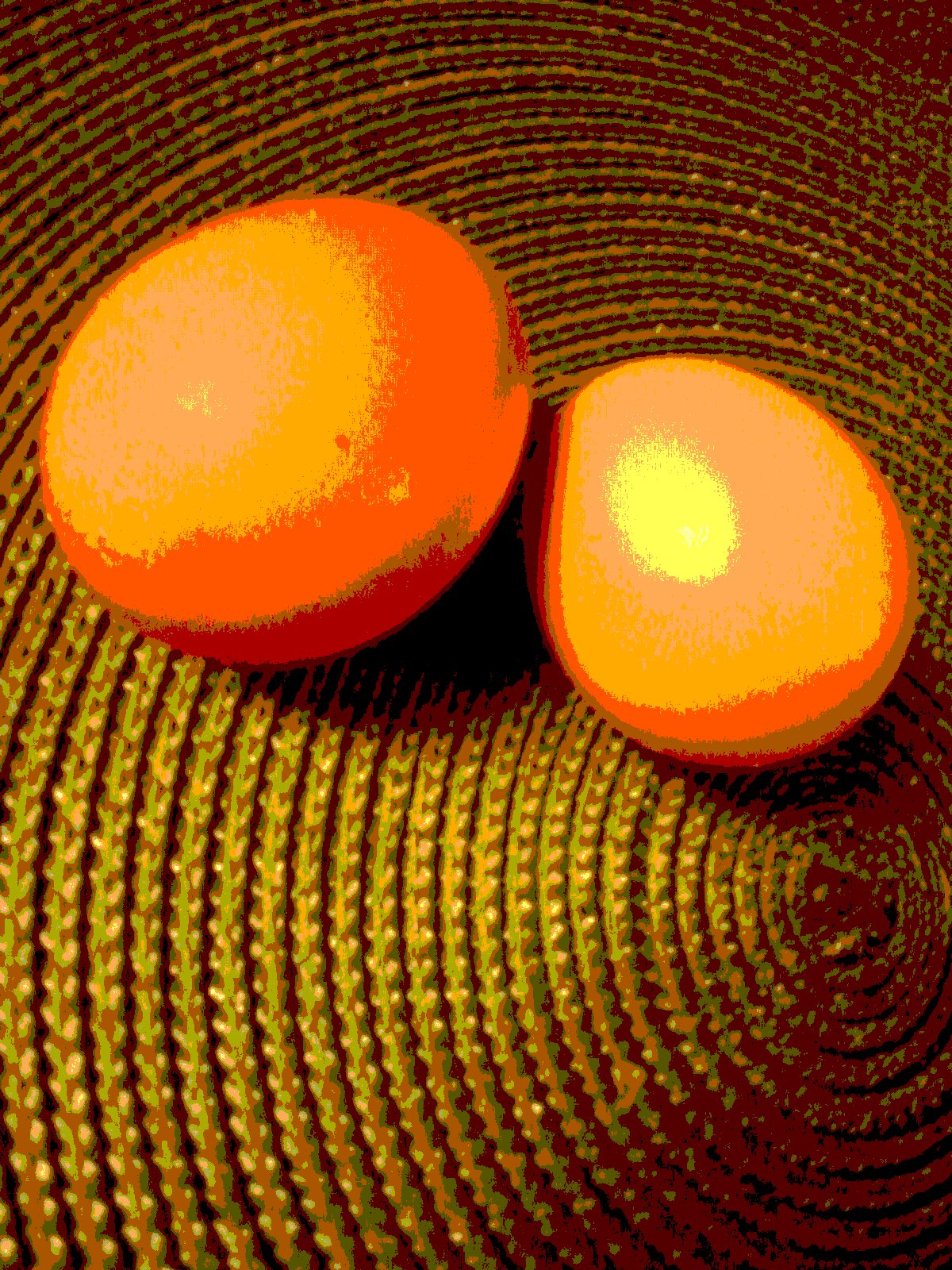 The first eggs laid by the Rhode Island pullets.