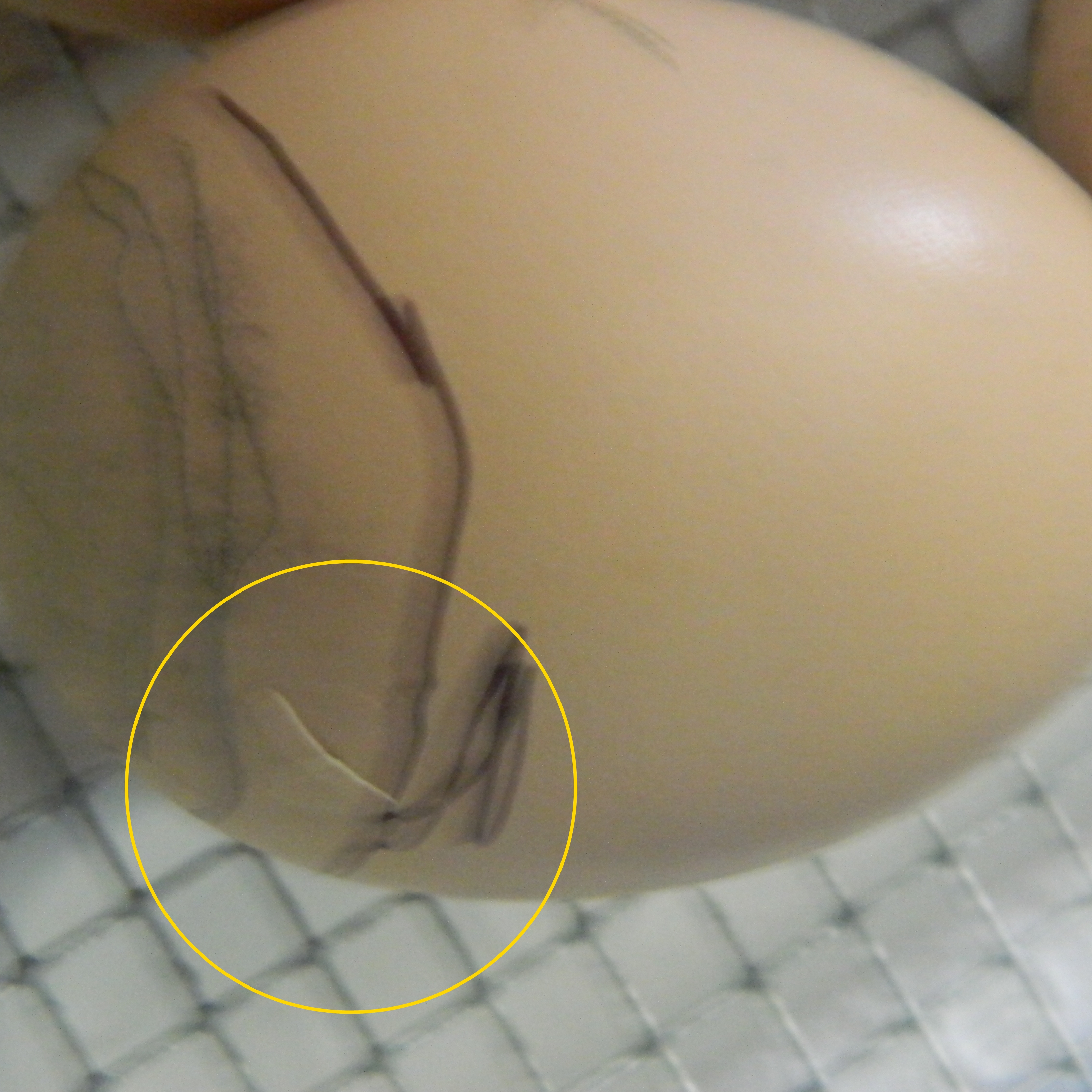 The first eggs that pipped