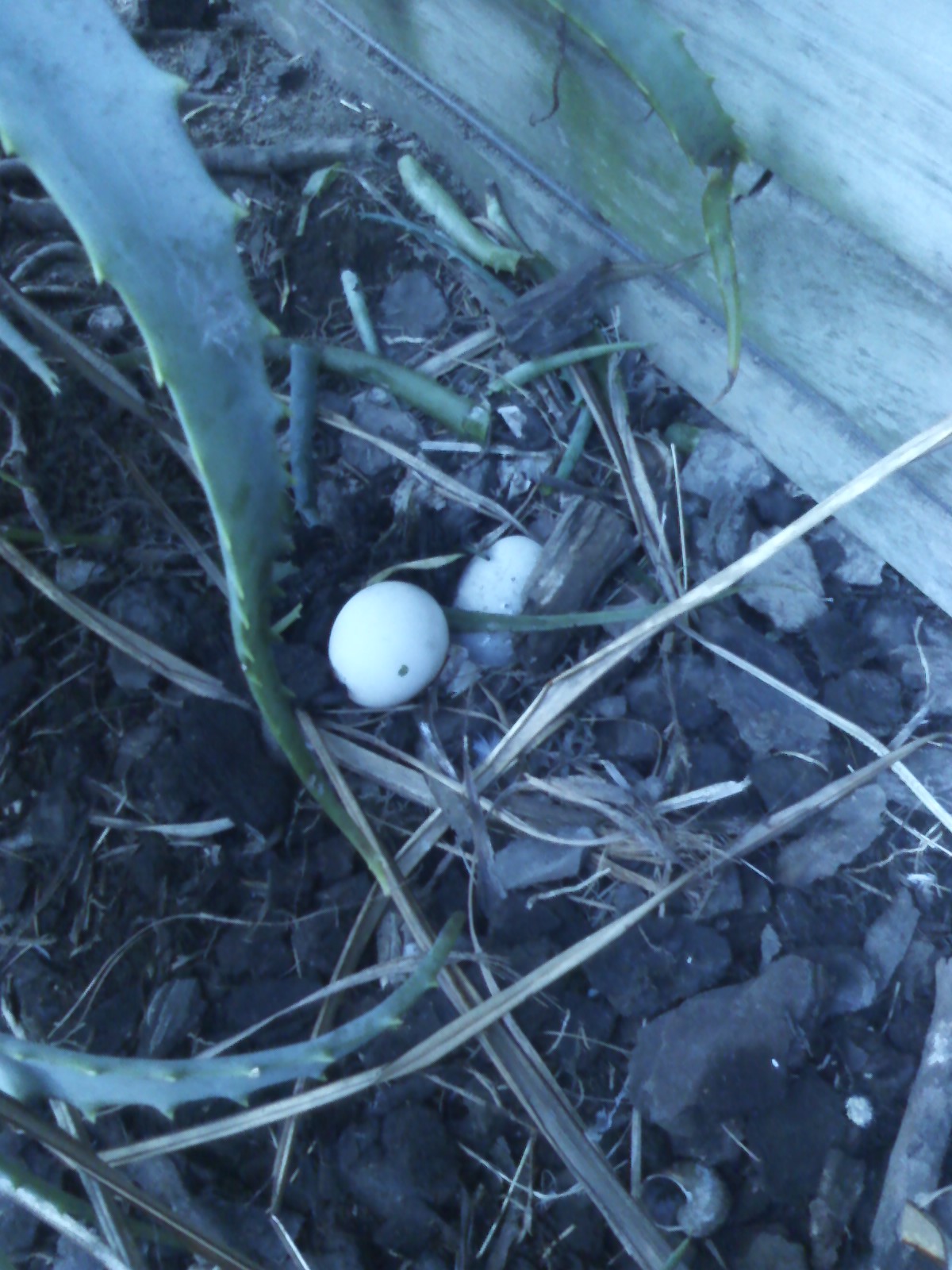 The first eggs, we found them on the 1st May 2014 one was neatly buried in ther nest and the other I found in the grass by their pool, unsure of what  to do I picked it up and popped it back in the nest.. it waws slightly cracked on parts of the outter shell but the 'skin; was intact. Today we have 8 eggs and she was brooding and sitting on them till about 10.30am this morning first time shes done that during the daylight, she is a night tender, meanwhile while Ruby was foraging around the other side of the house very unusal as he sticks to her like glue.  They are great parents already we are looking forward to our ducky babies :-)
9/5/14