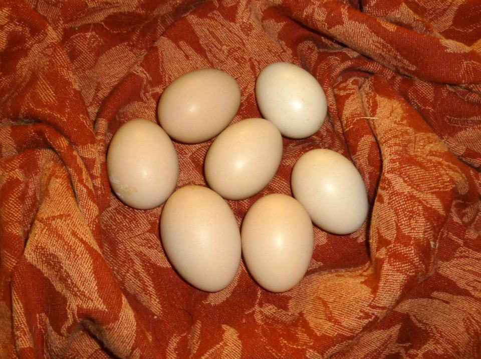 The first eggs