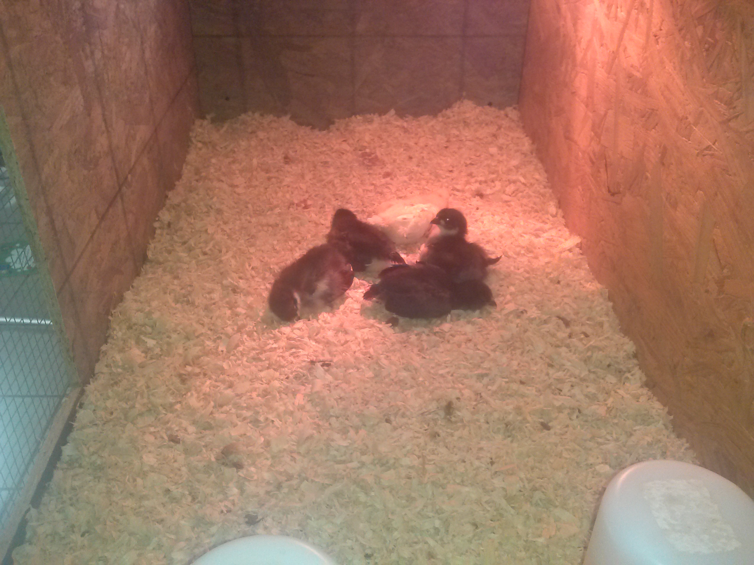 The first five we hatched, 3 BAs and 2 crosses BA and EE.